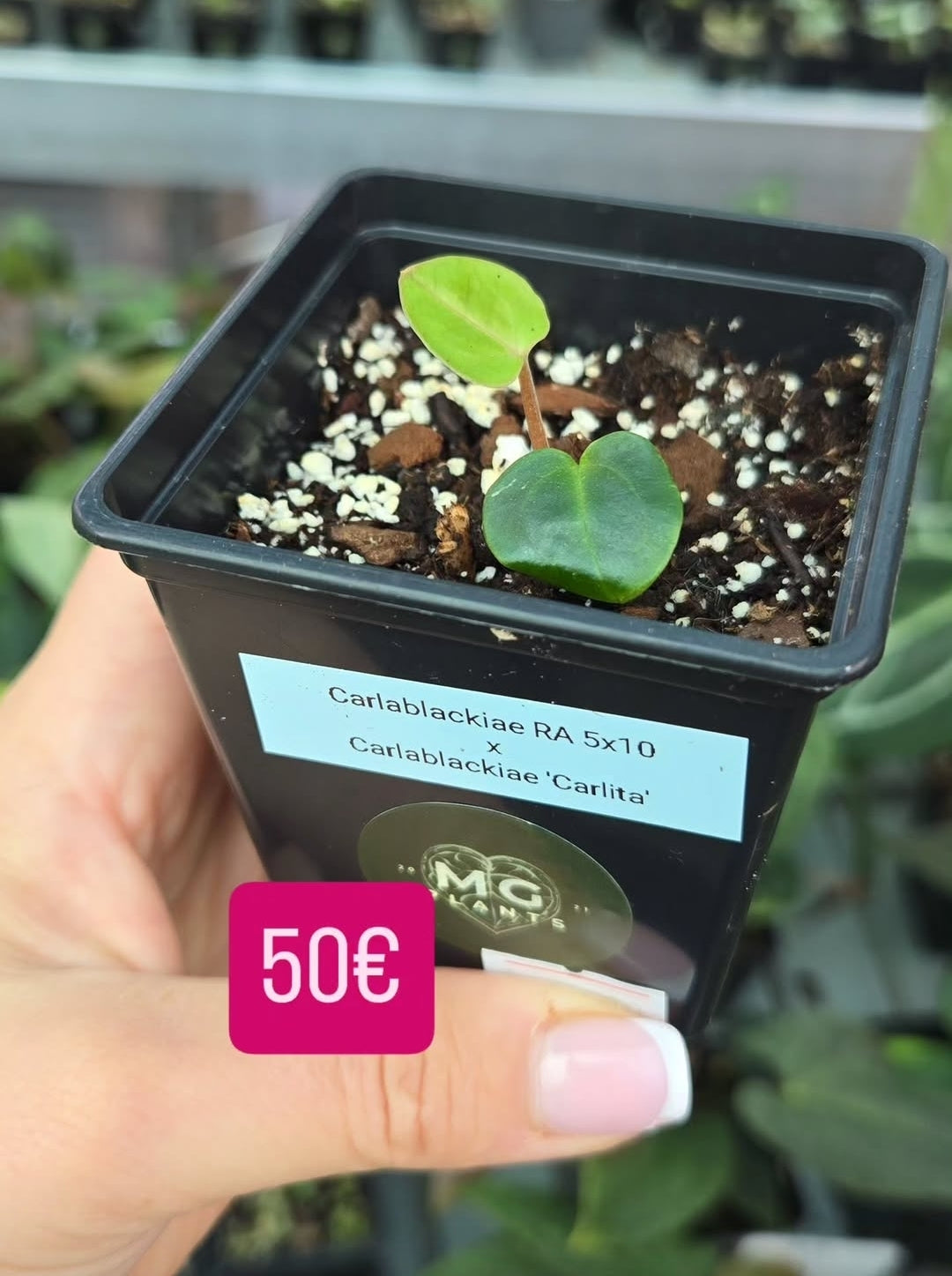 Anthurium Bundel