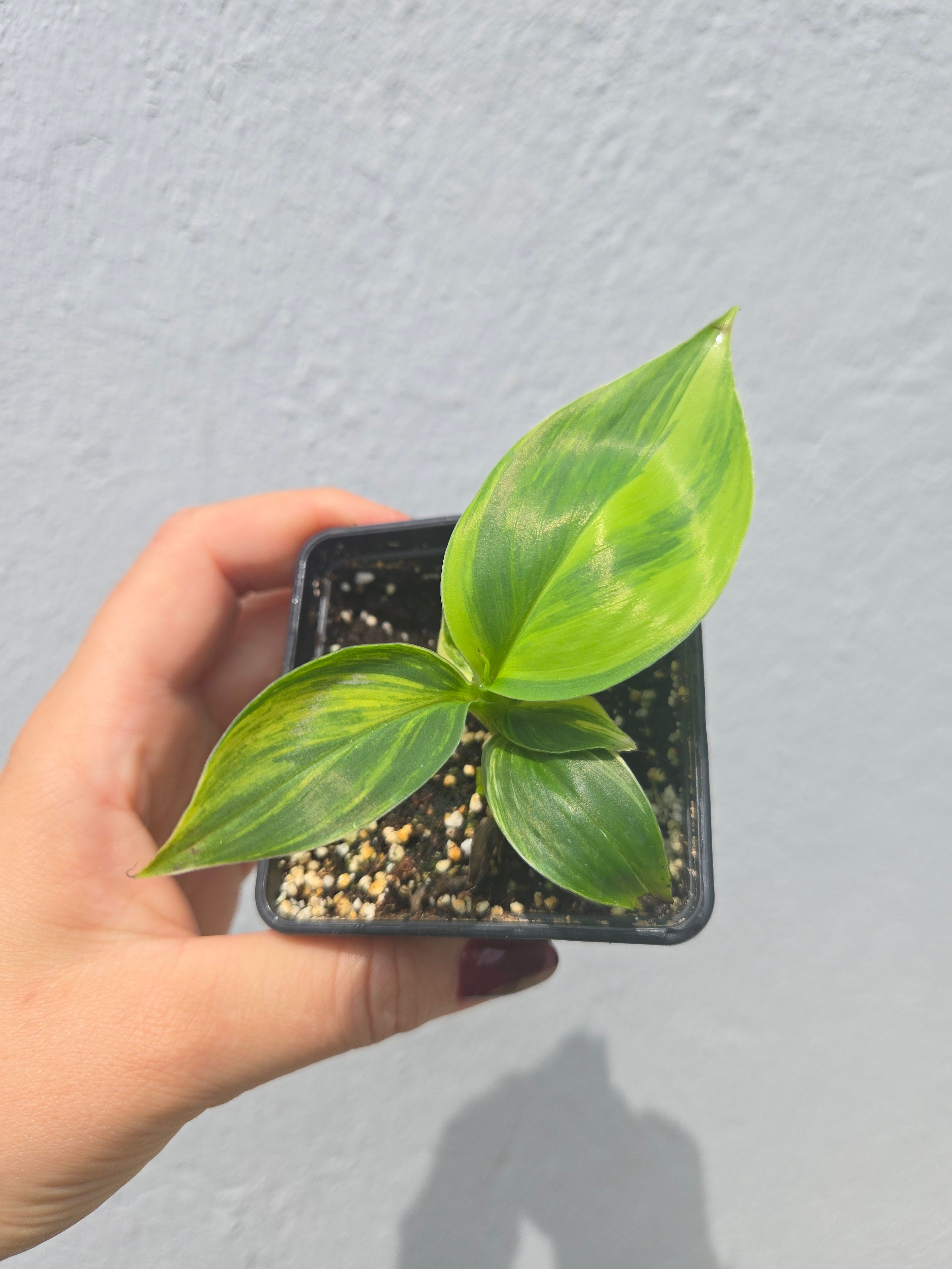 Musa Hawaii Aurea