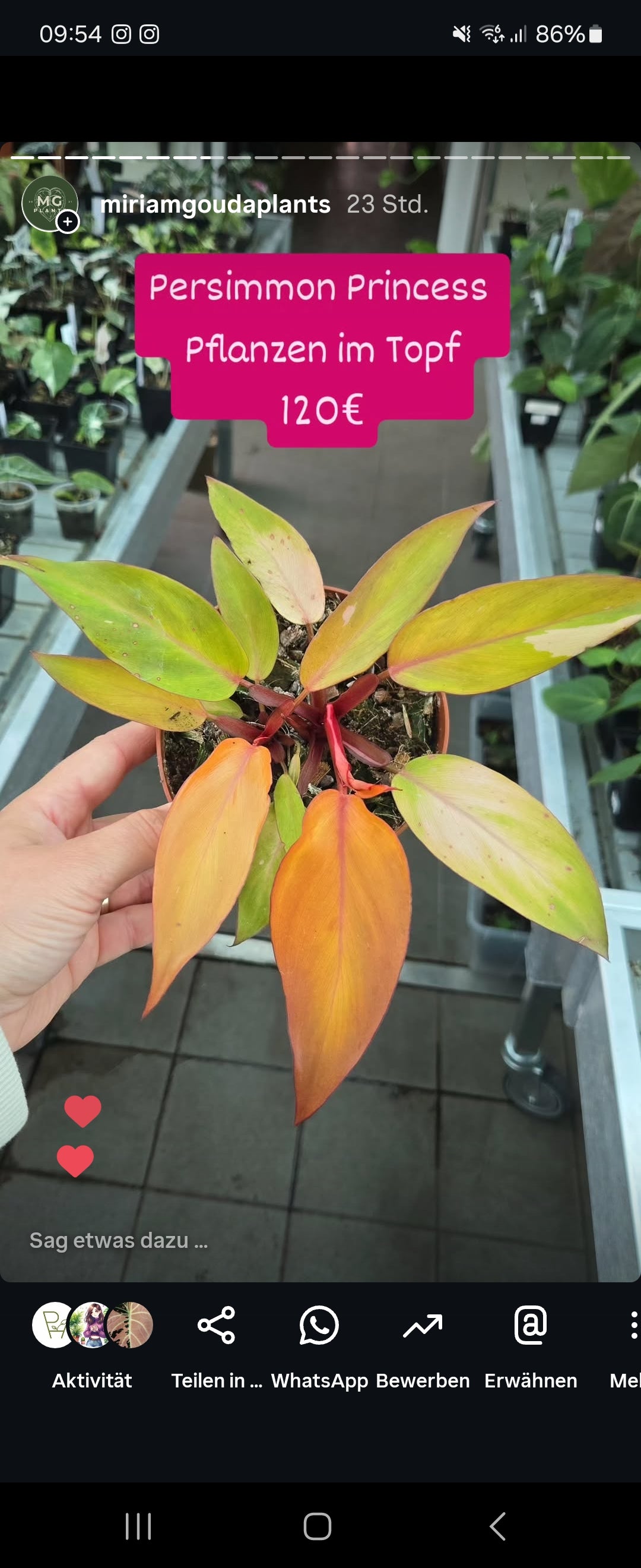 Stephanie Plants
