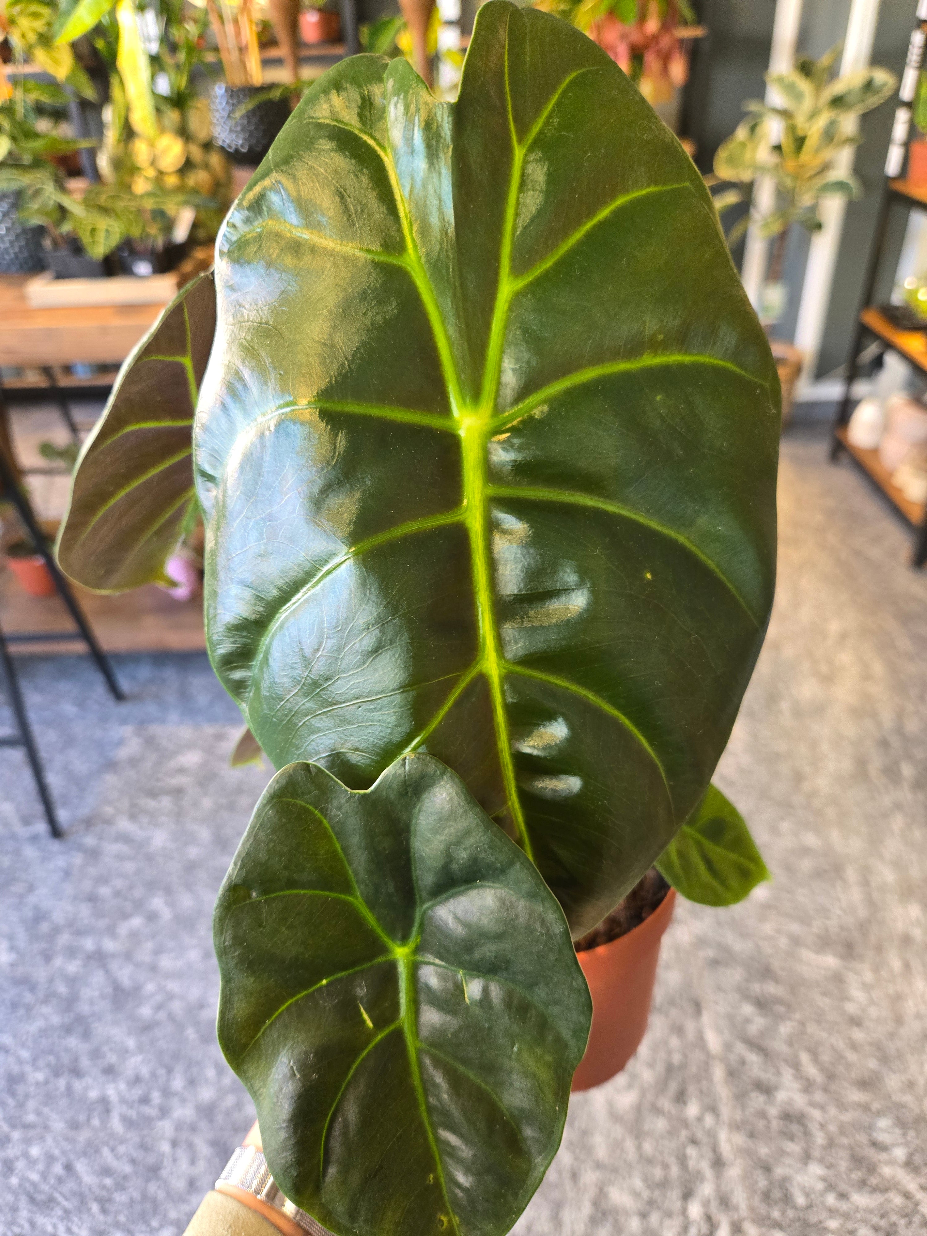 Alocasia Golden Bone