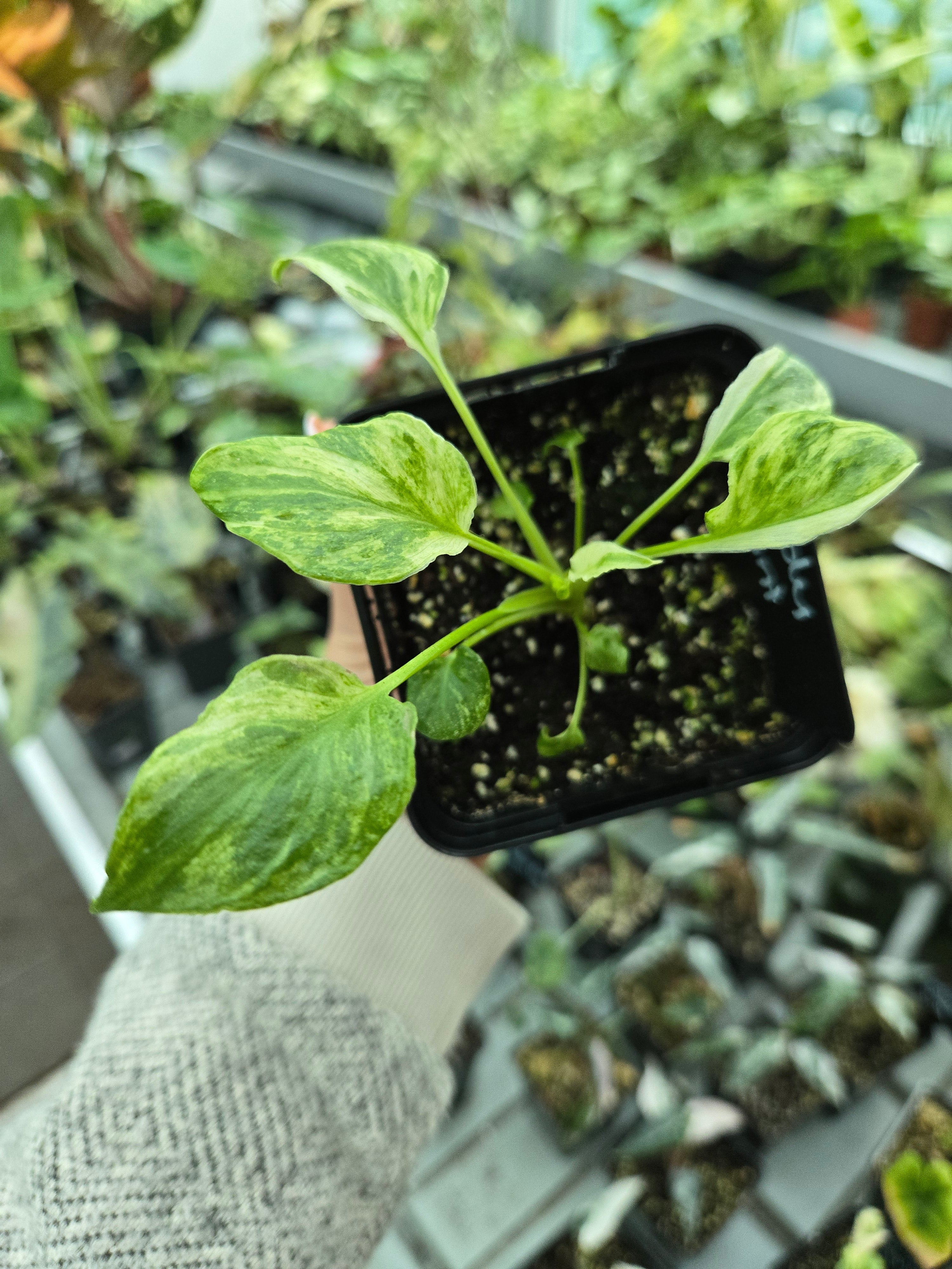 Philodendron Xanadu Mint