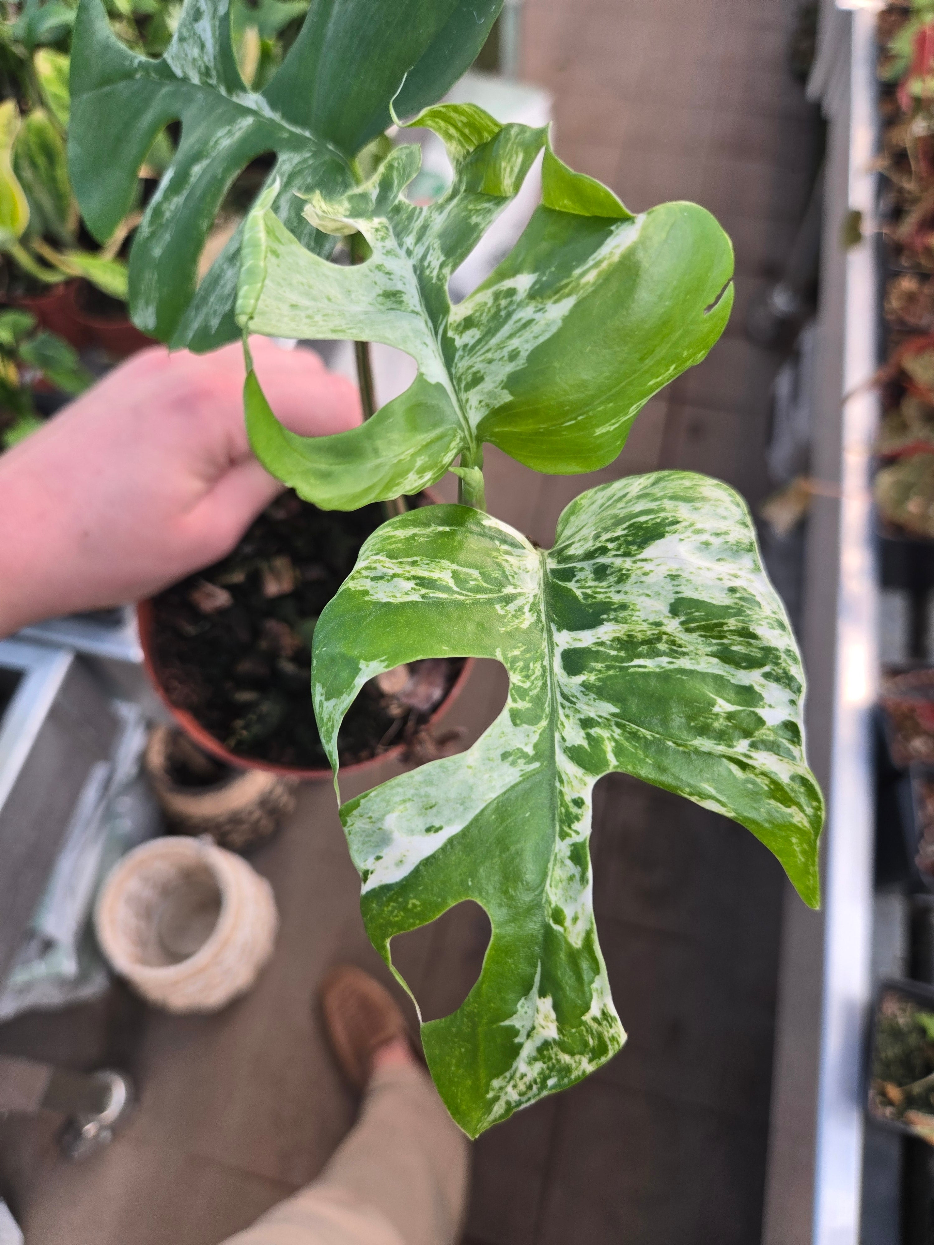 Rhaphidophora tetrasperma Super Thai