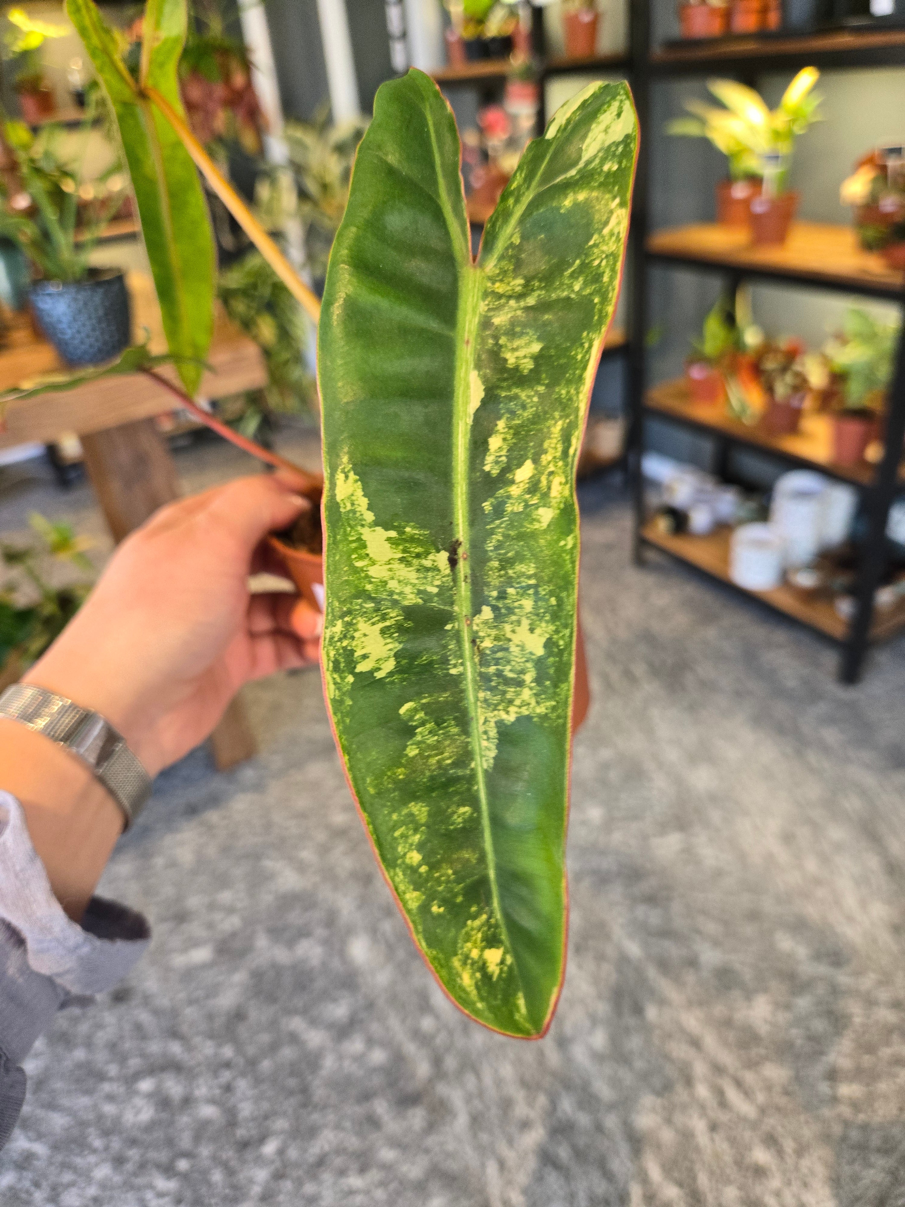 Philodendron Billietiae Variegata