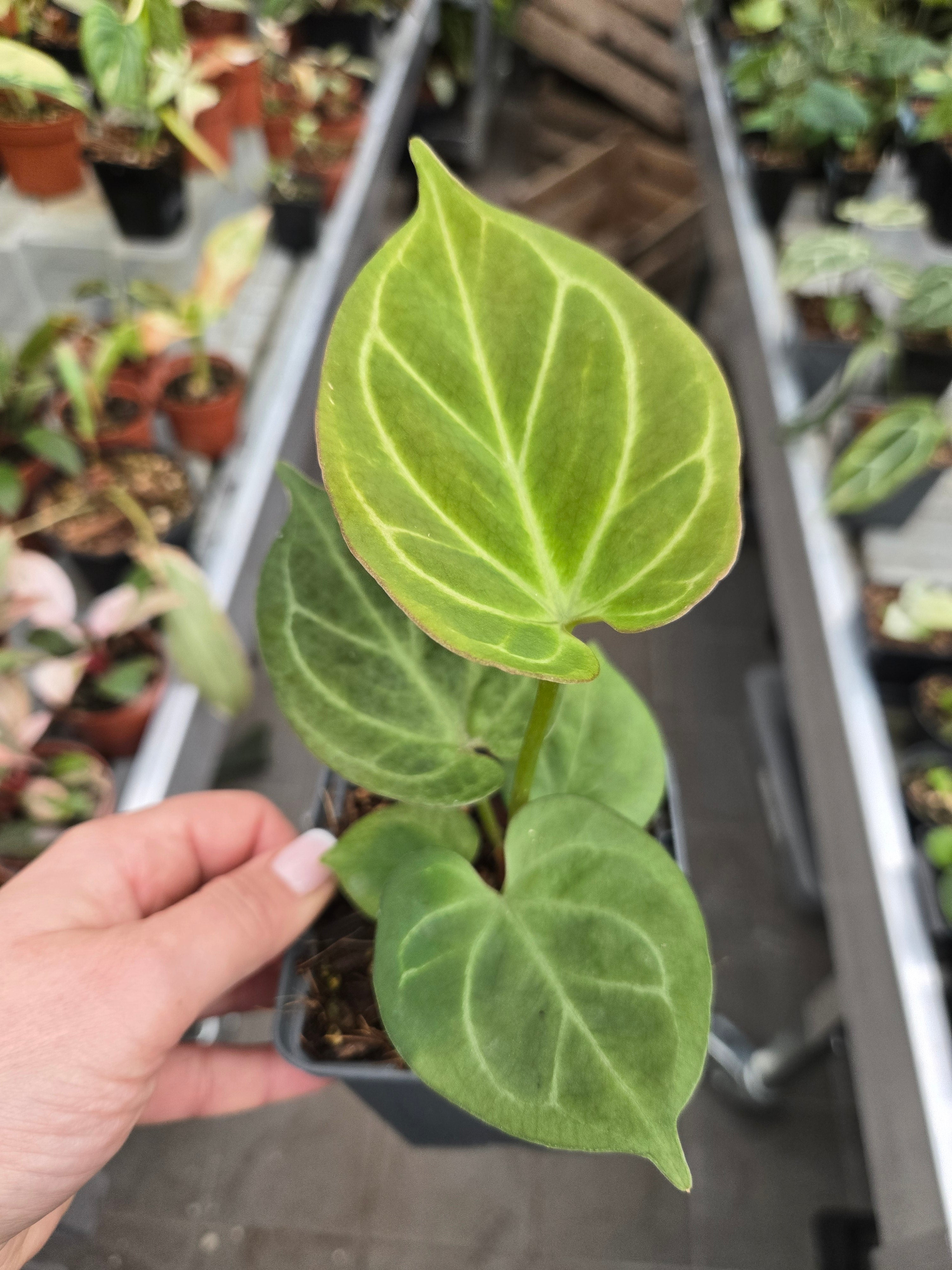 Anthurium King of Spades KOS HU – MG Plants