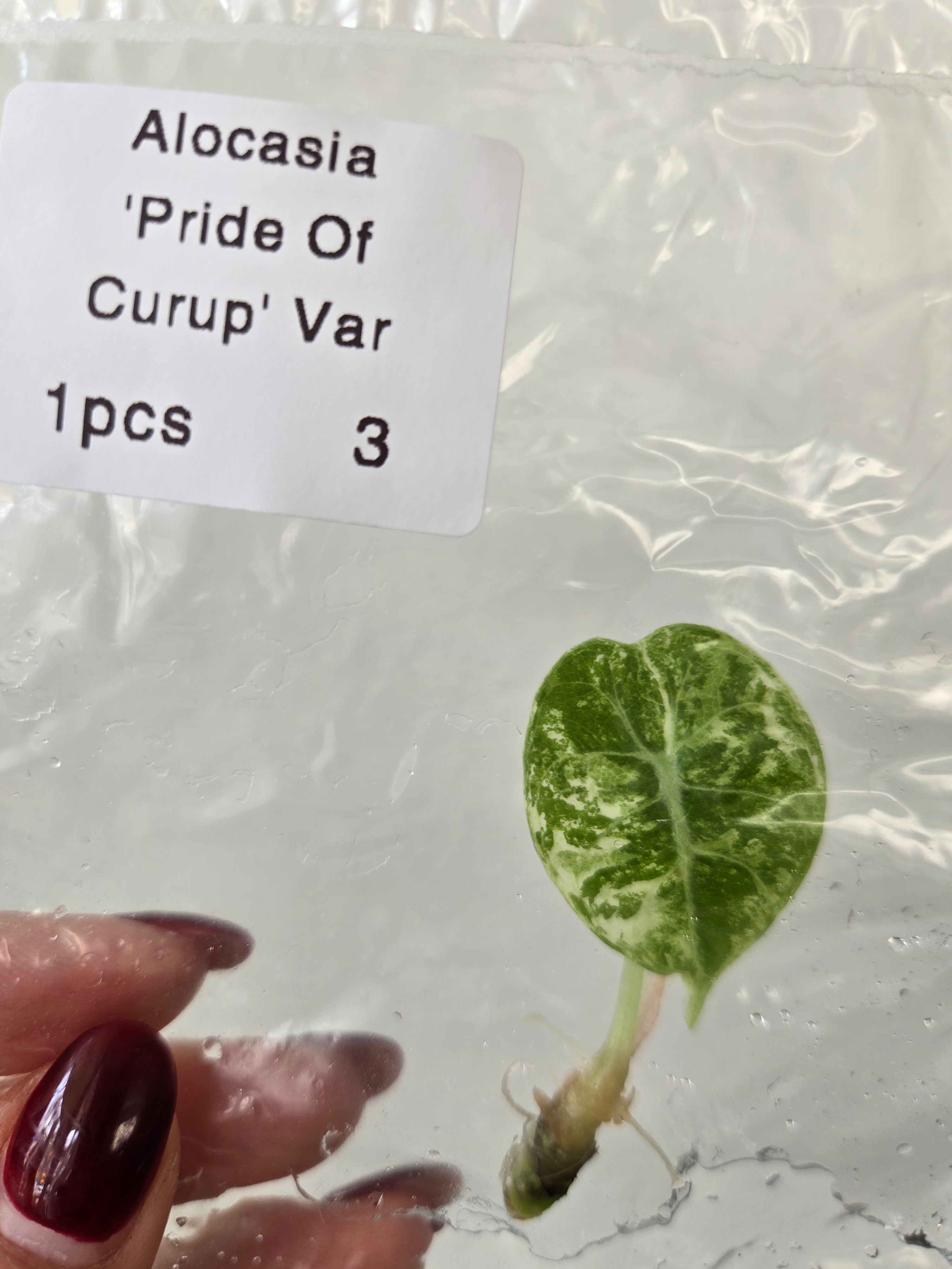 Alocasia Pride of curup Variegata - TC - Tissue Culture