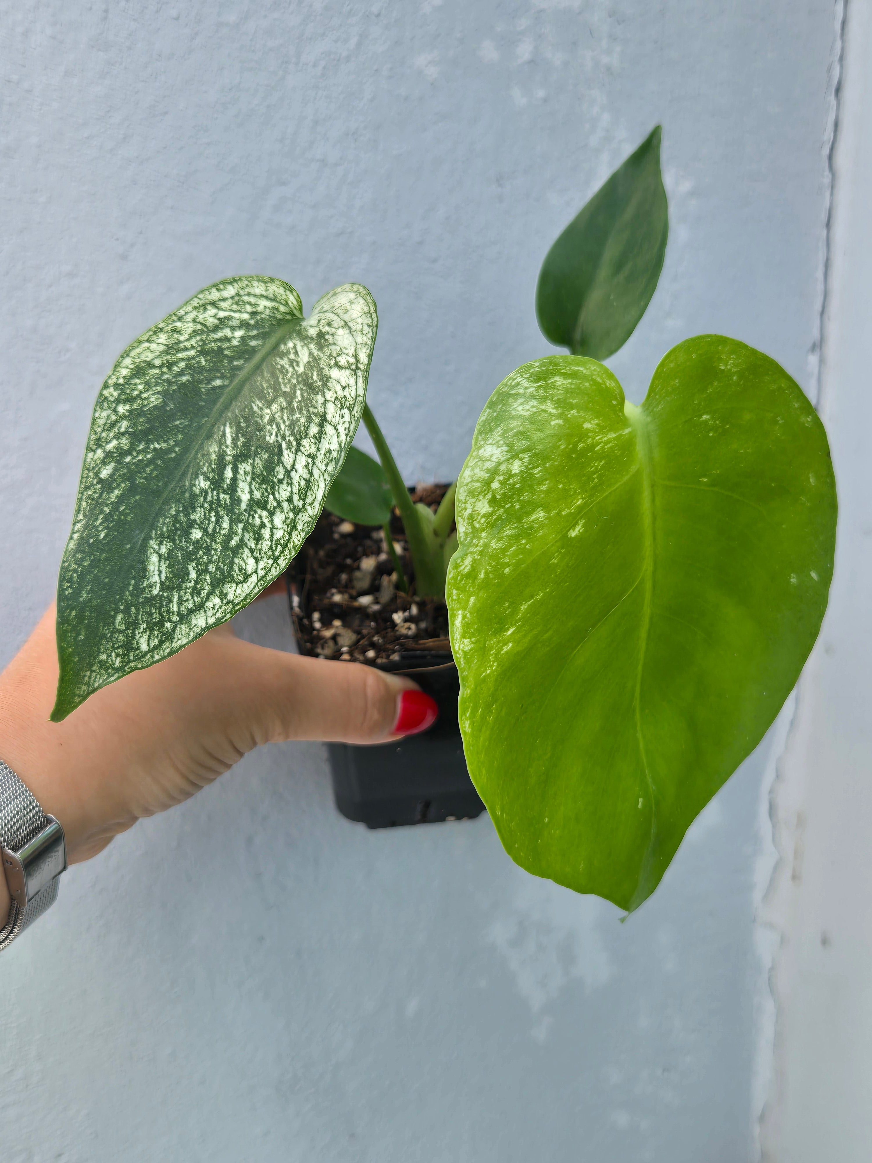 Monstera Devil Monster – MG Plants