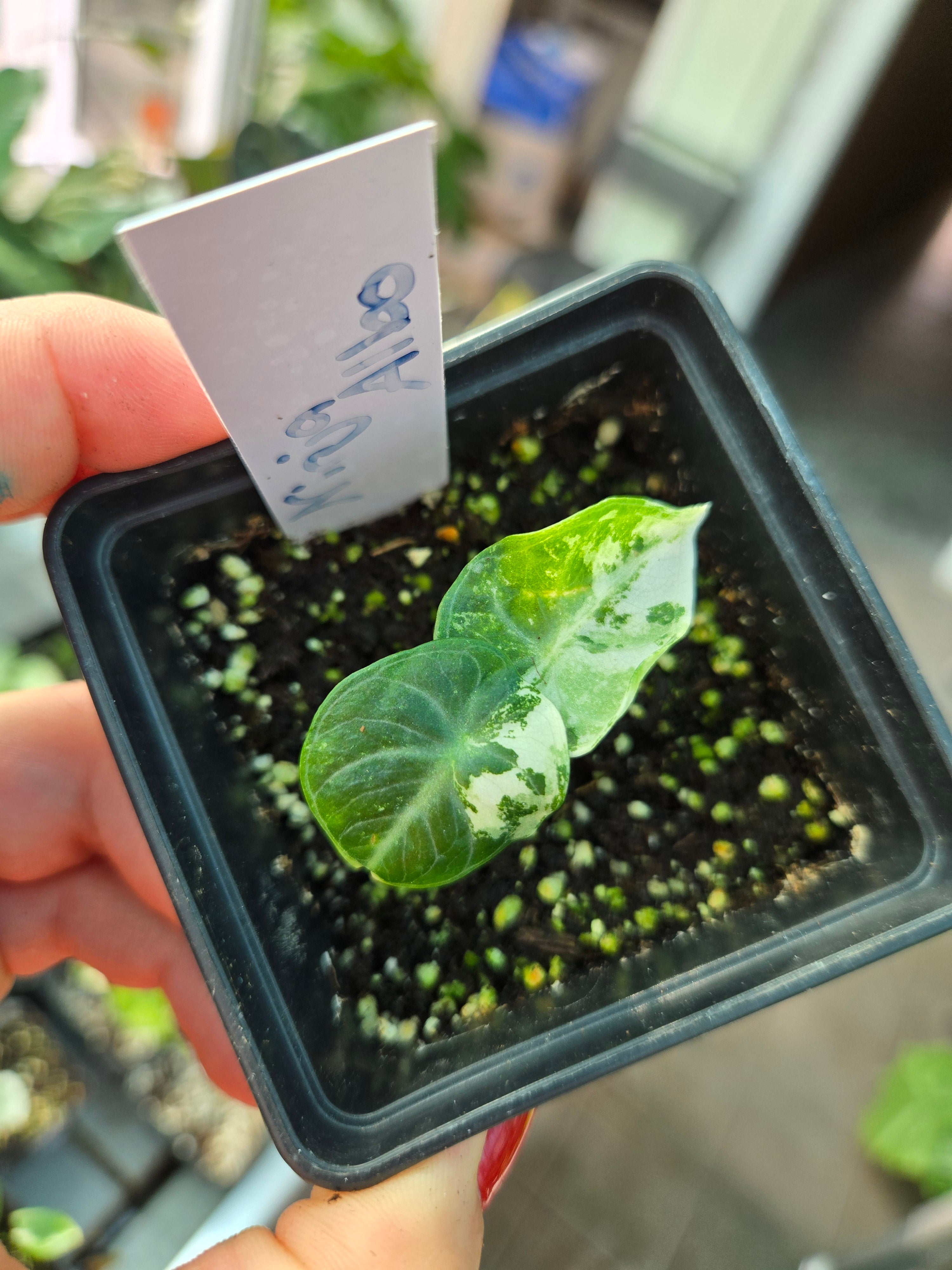 Alocasia Ninja Albo (echte)