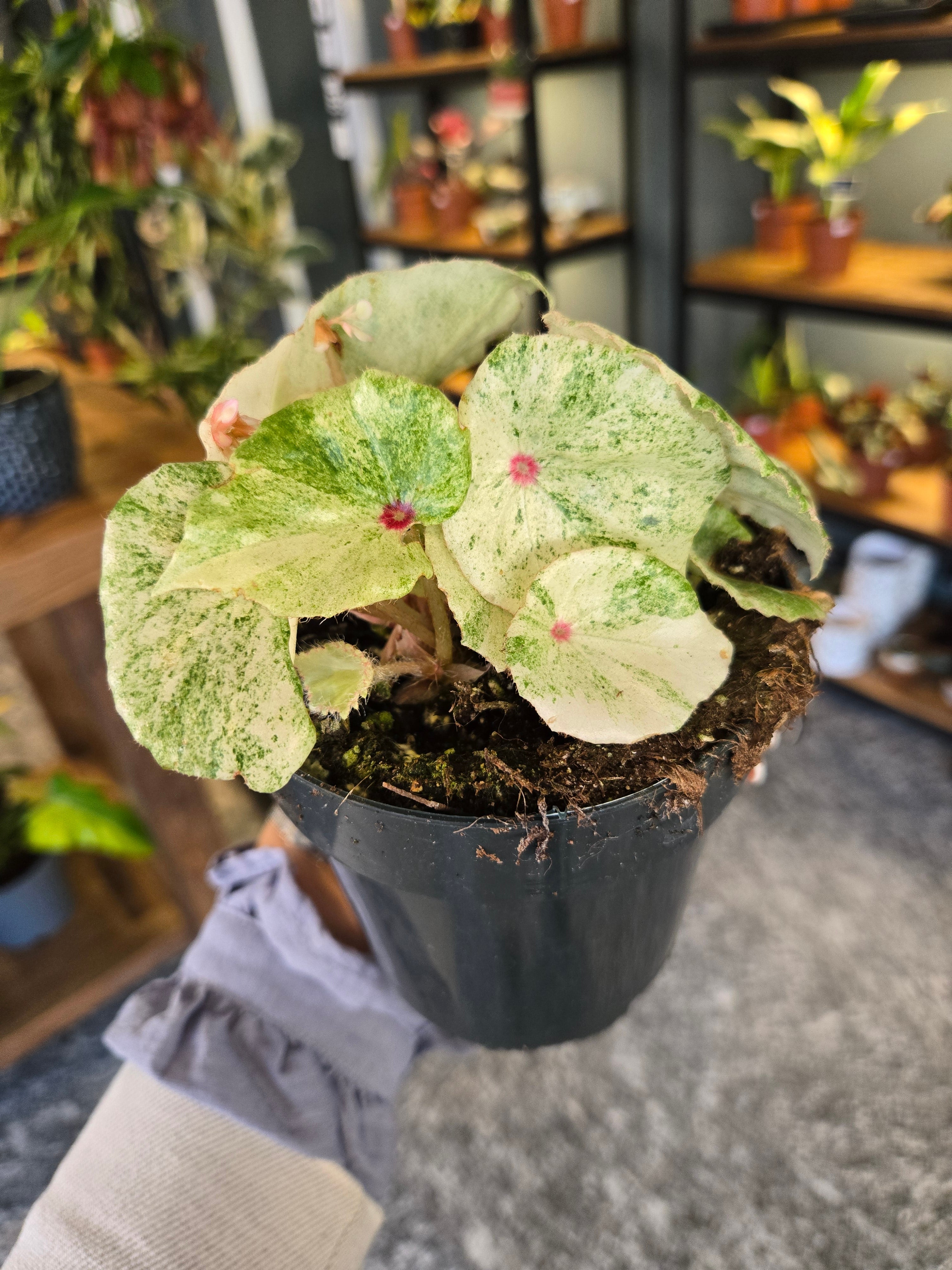 Begonia Rouge Variegata – MG Plants