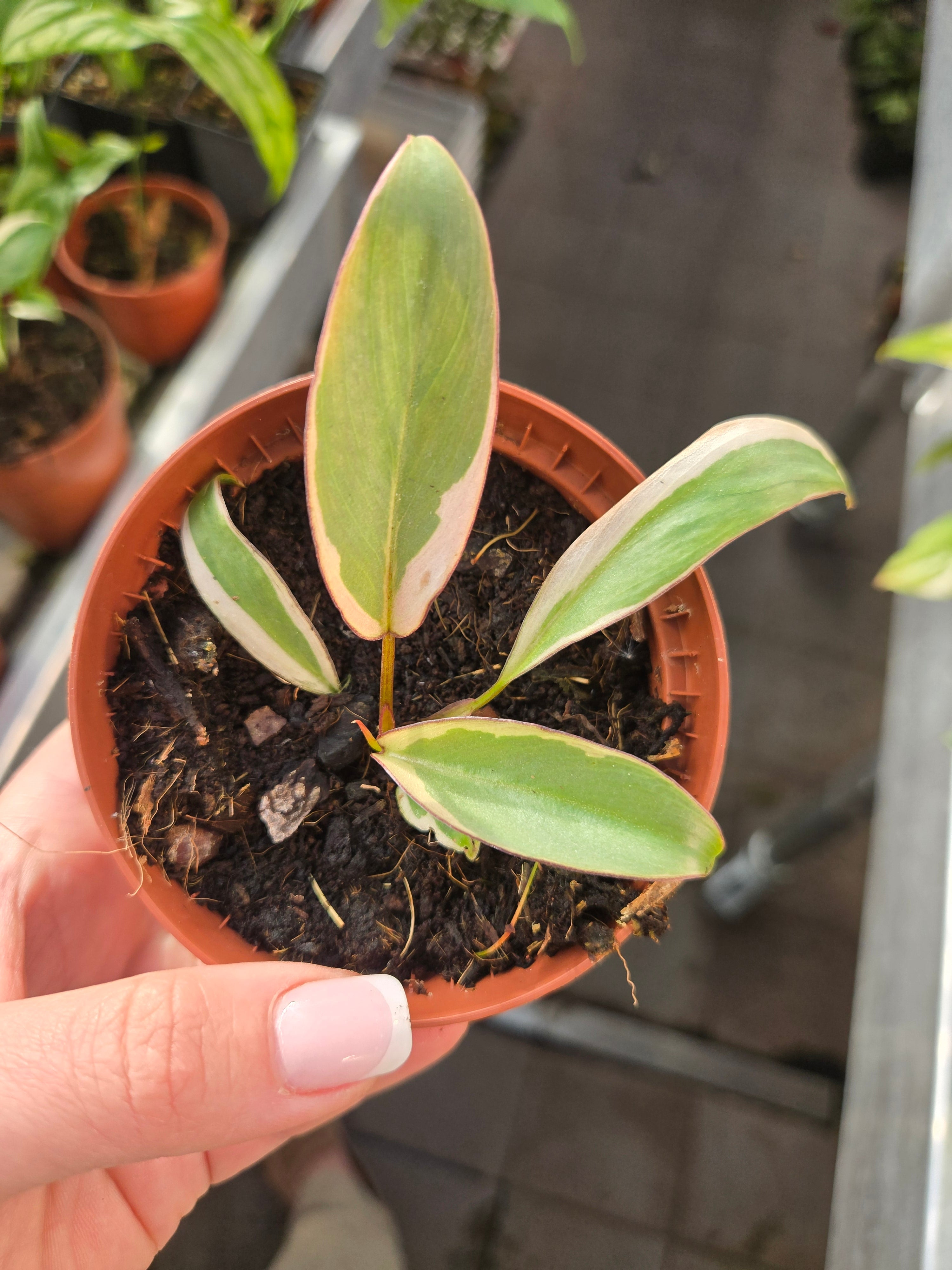 Philodendron Atabapoense Variegata small