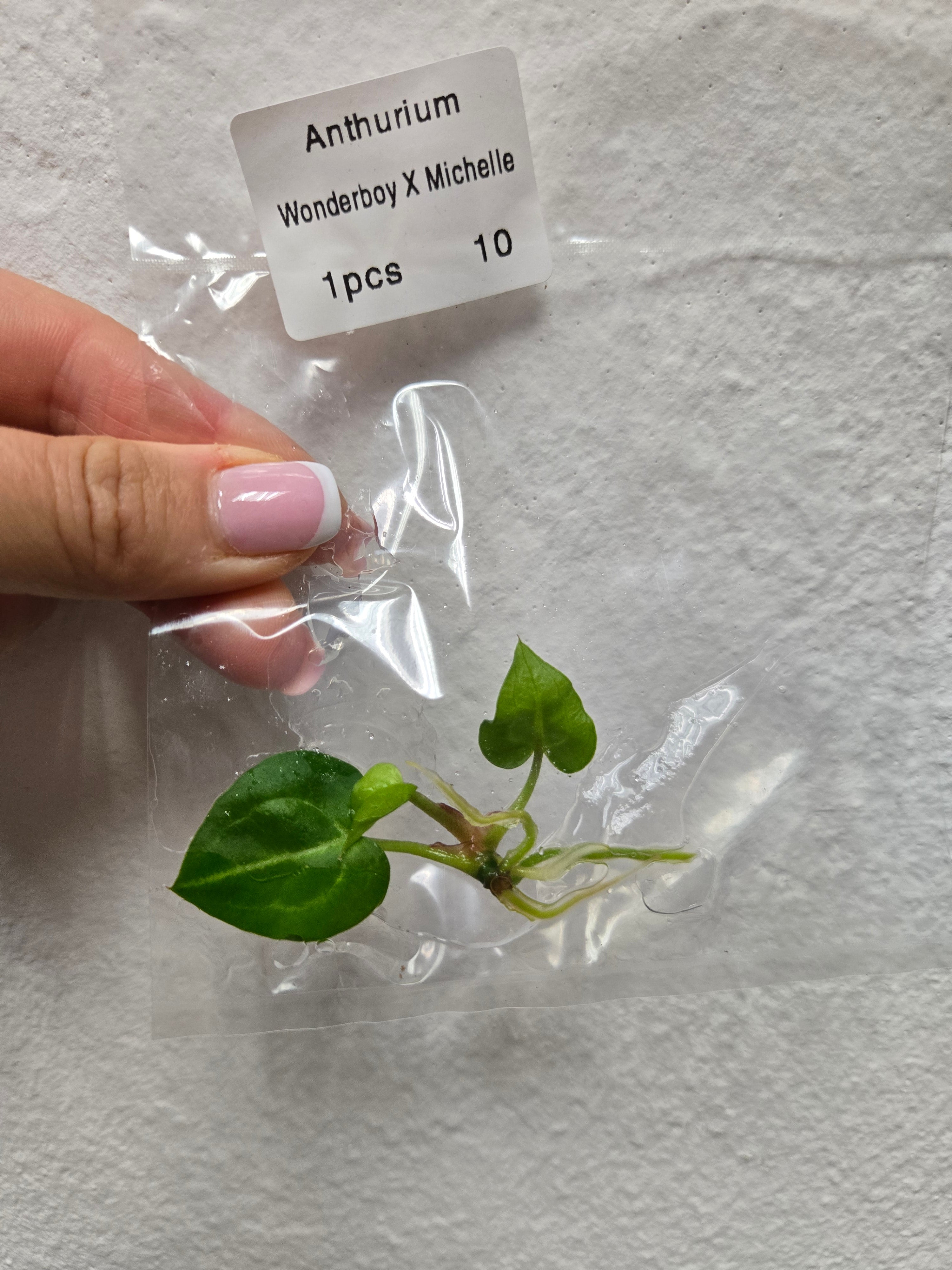 その他観葉植物 Anthurium Michelle x Wonderboy Anthurium Luxurians x Sagittatum x Wonderboy x Michelle