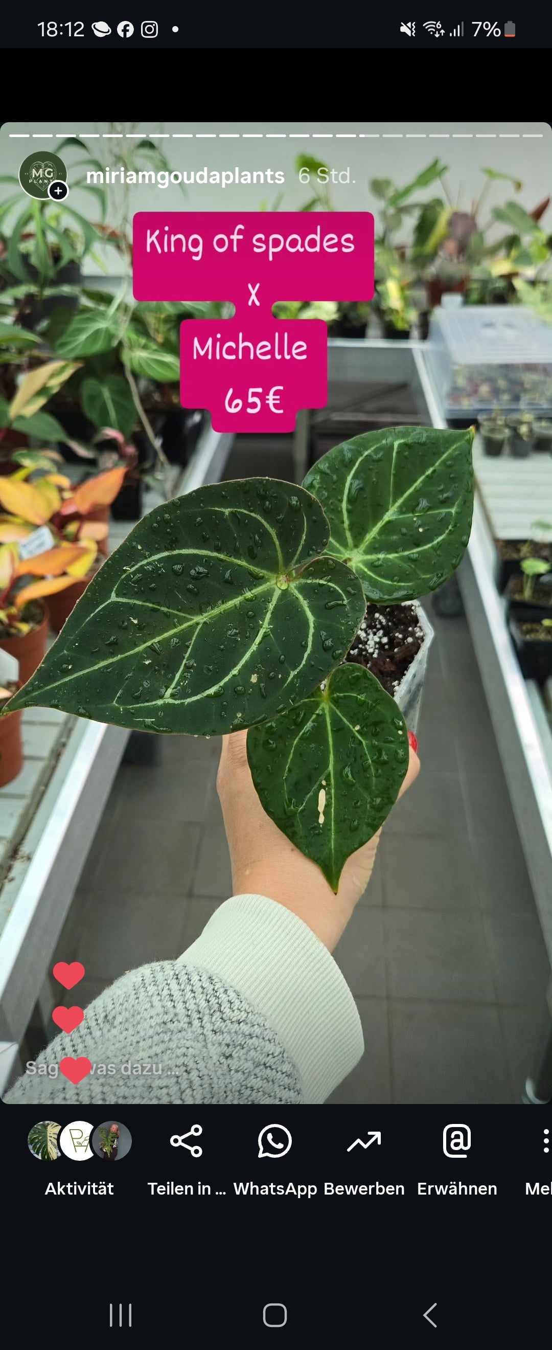 Anthurium KOS Hybrid