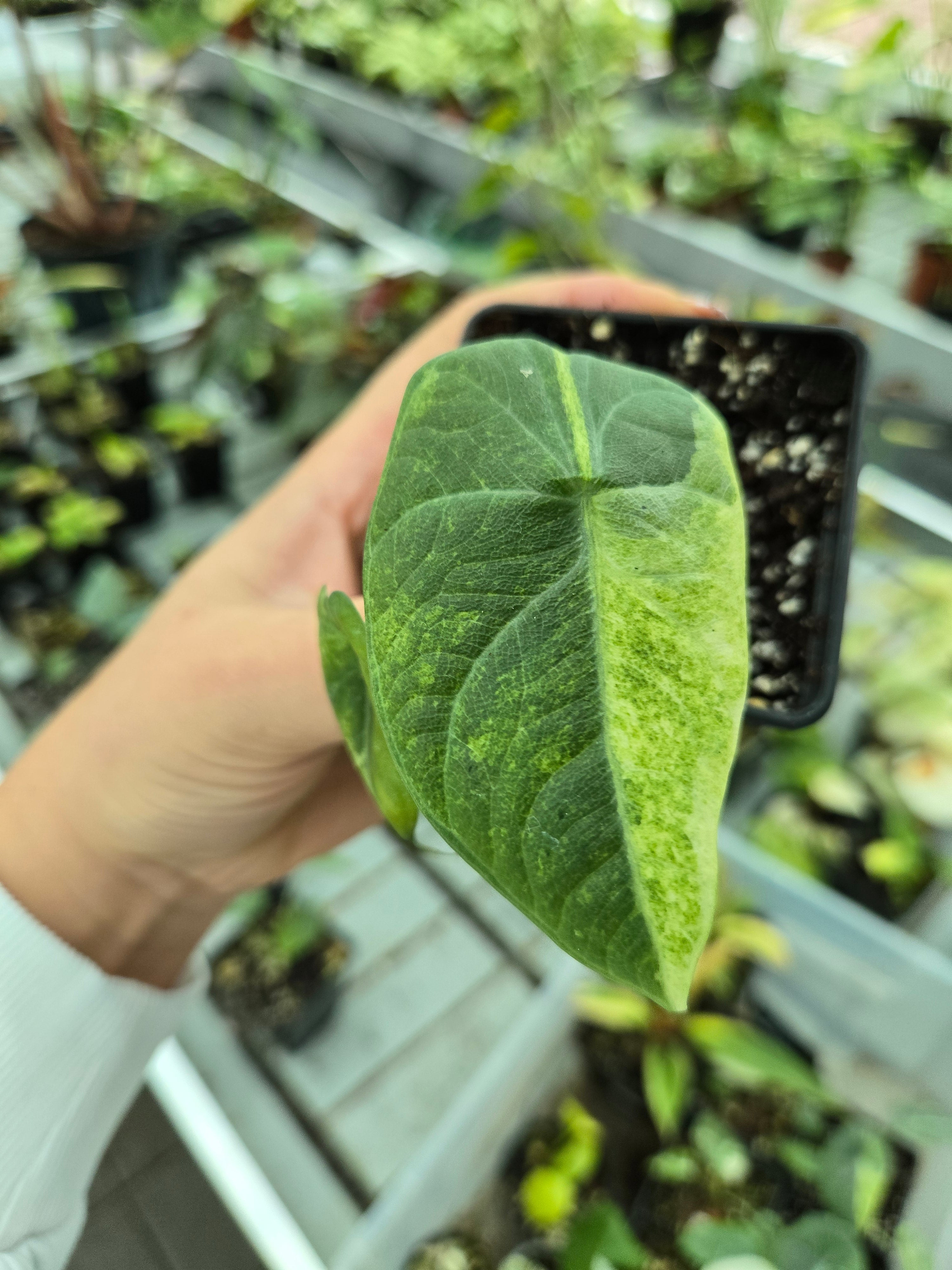 Monstera Aurea