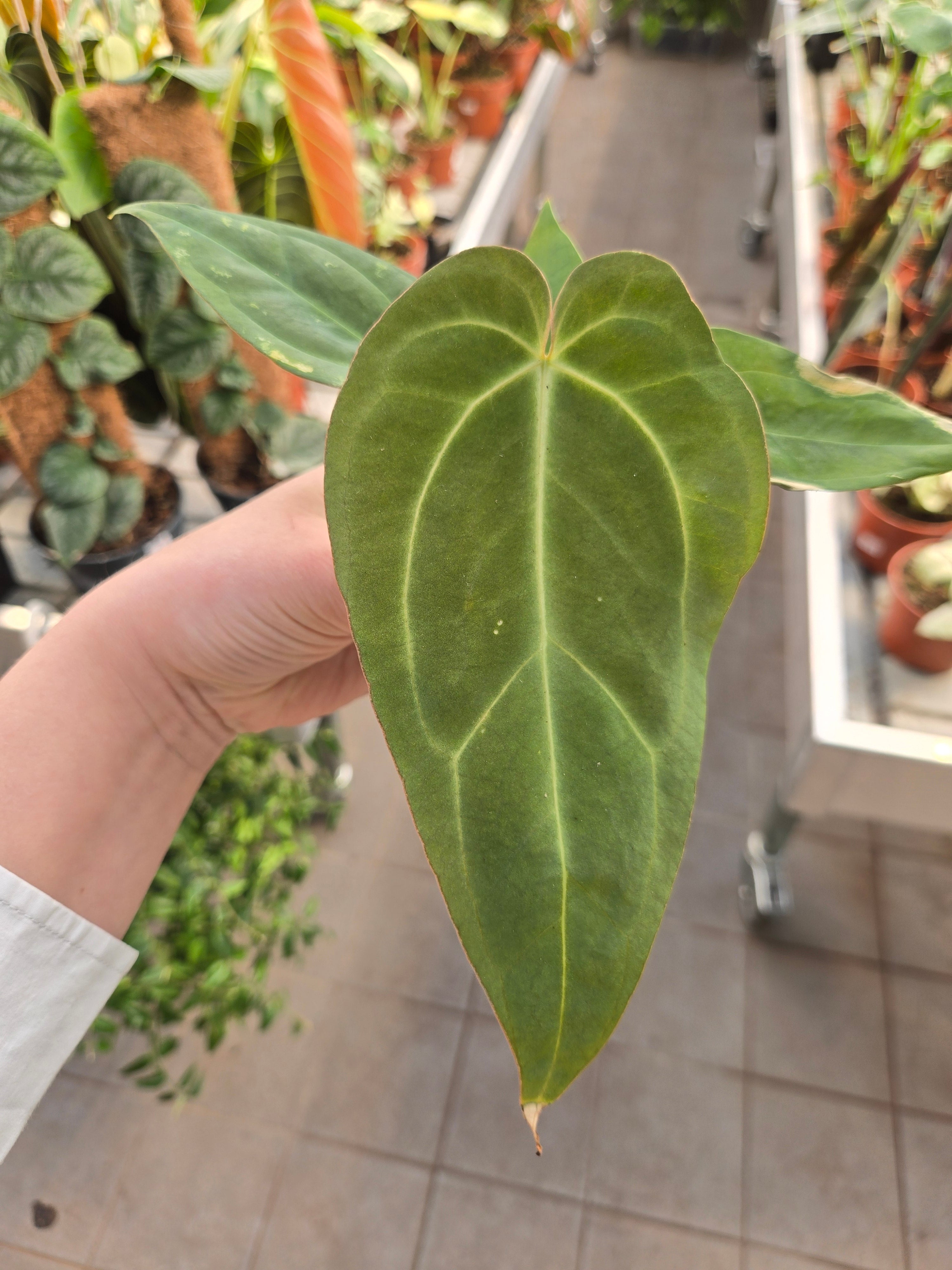 Anthurium (Black Widow x RVC) x (dress x carla)