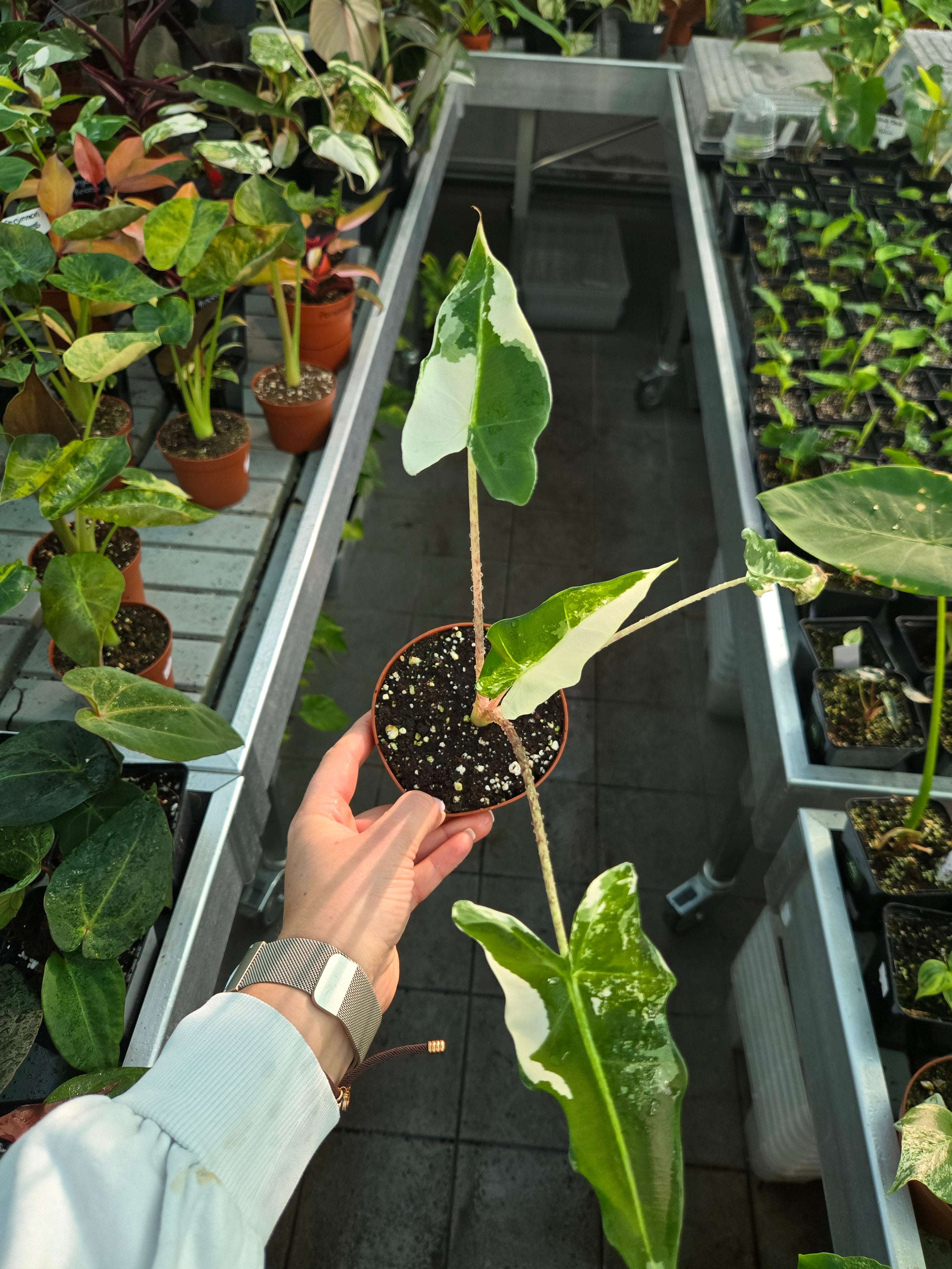 Alocasia Sarian Albo