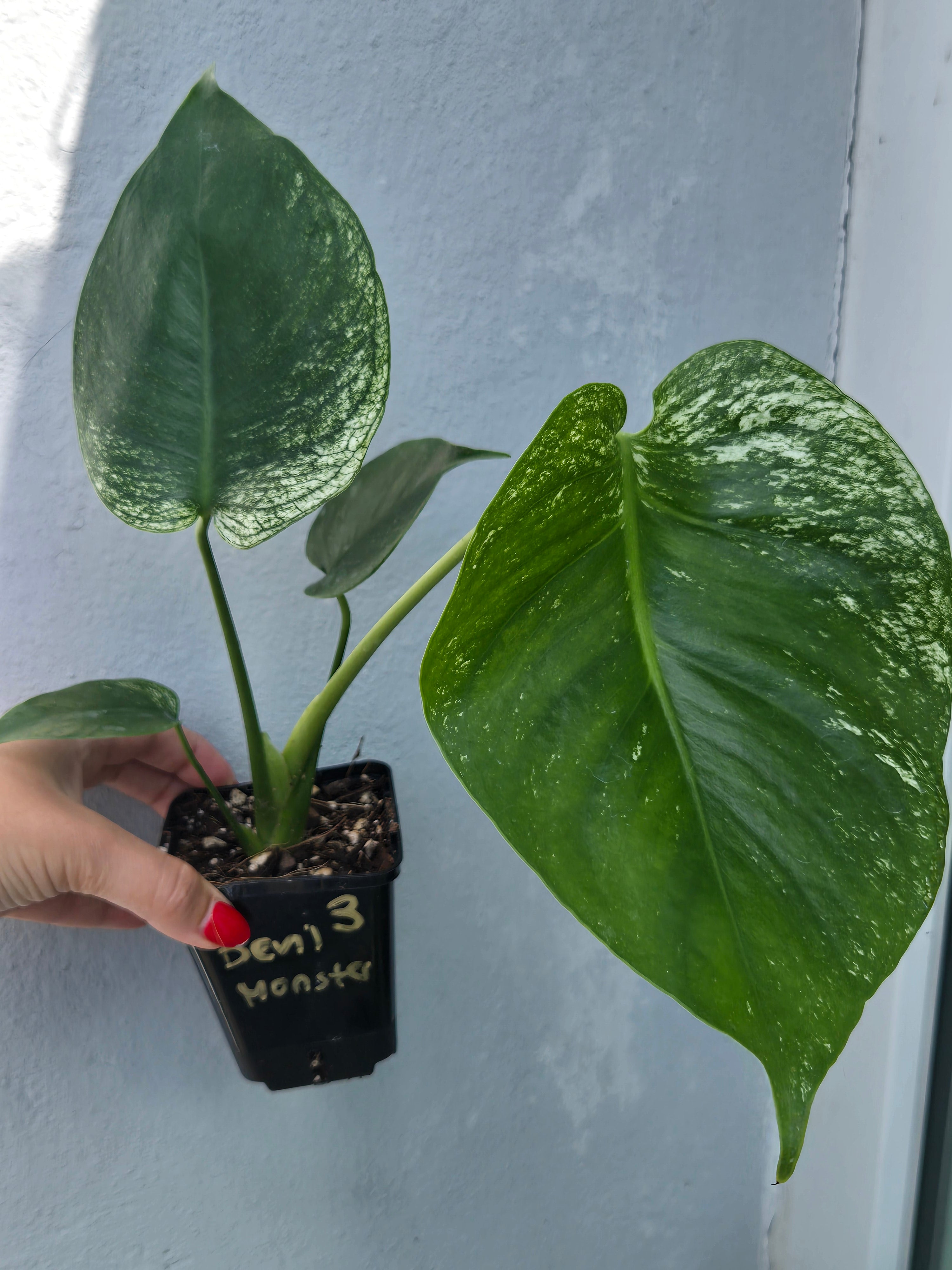 Monstera Devil Monster – MG Plants