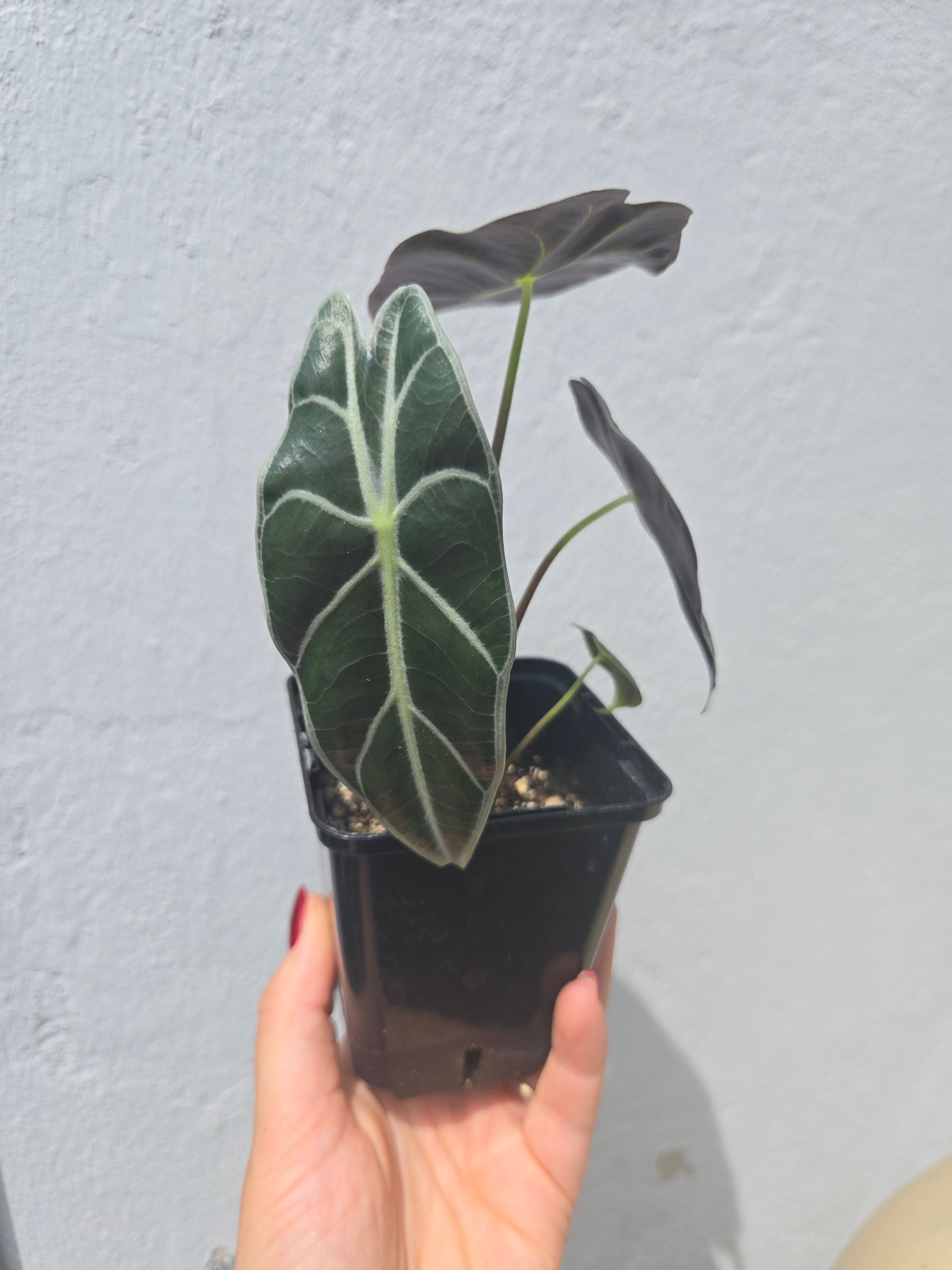 Alocasia Parasol