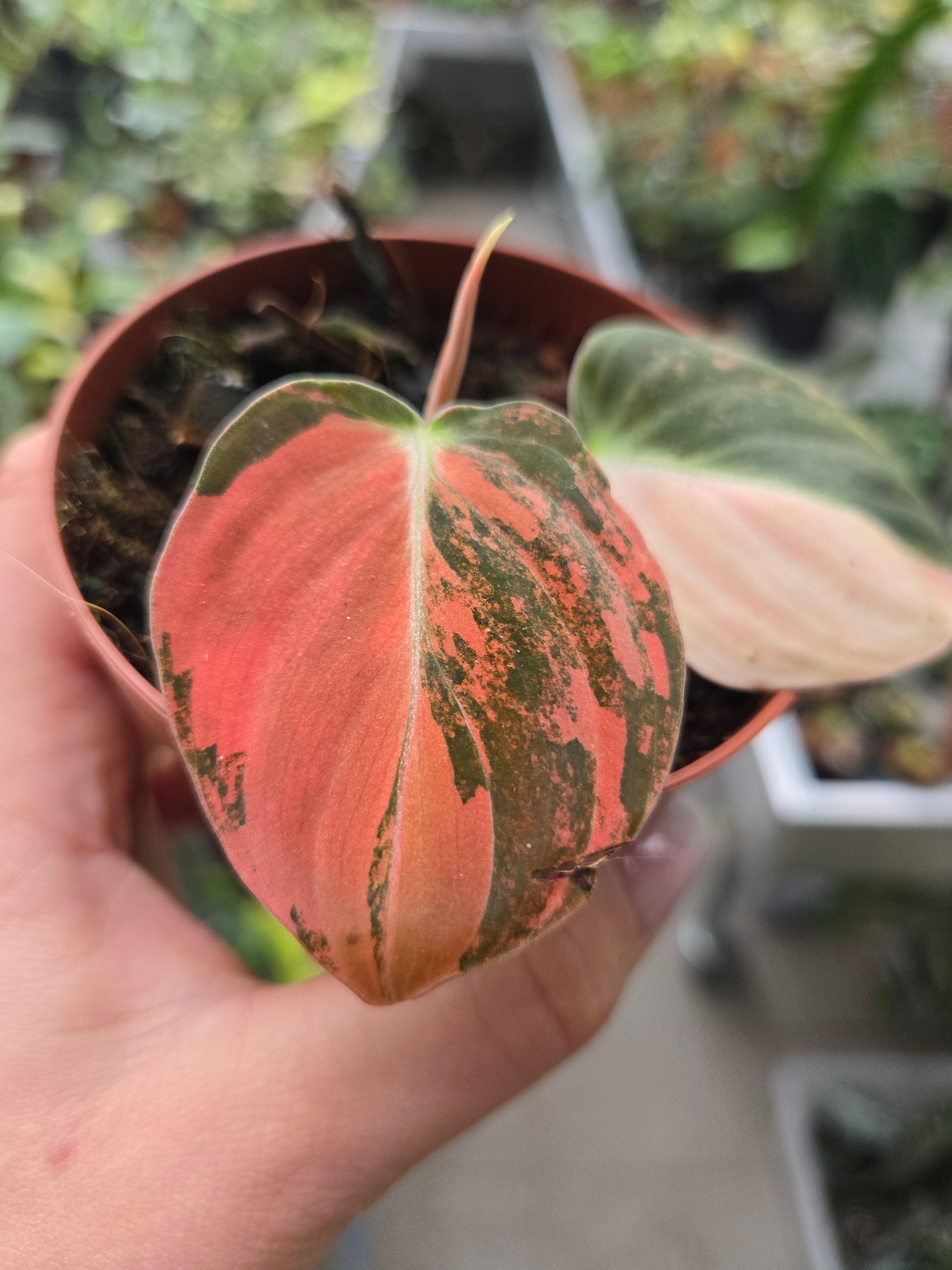 Philodendron Melanochrysum Pink Variegata