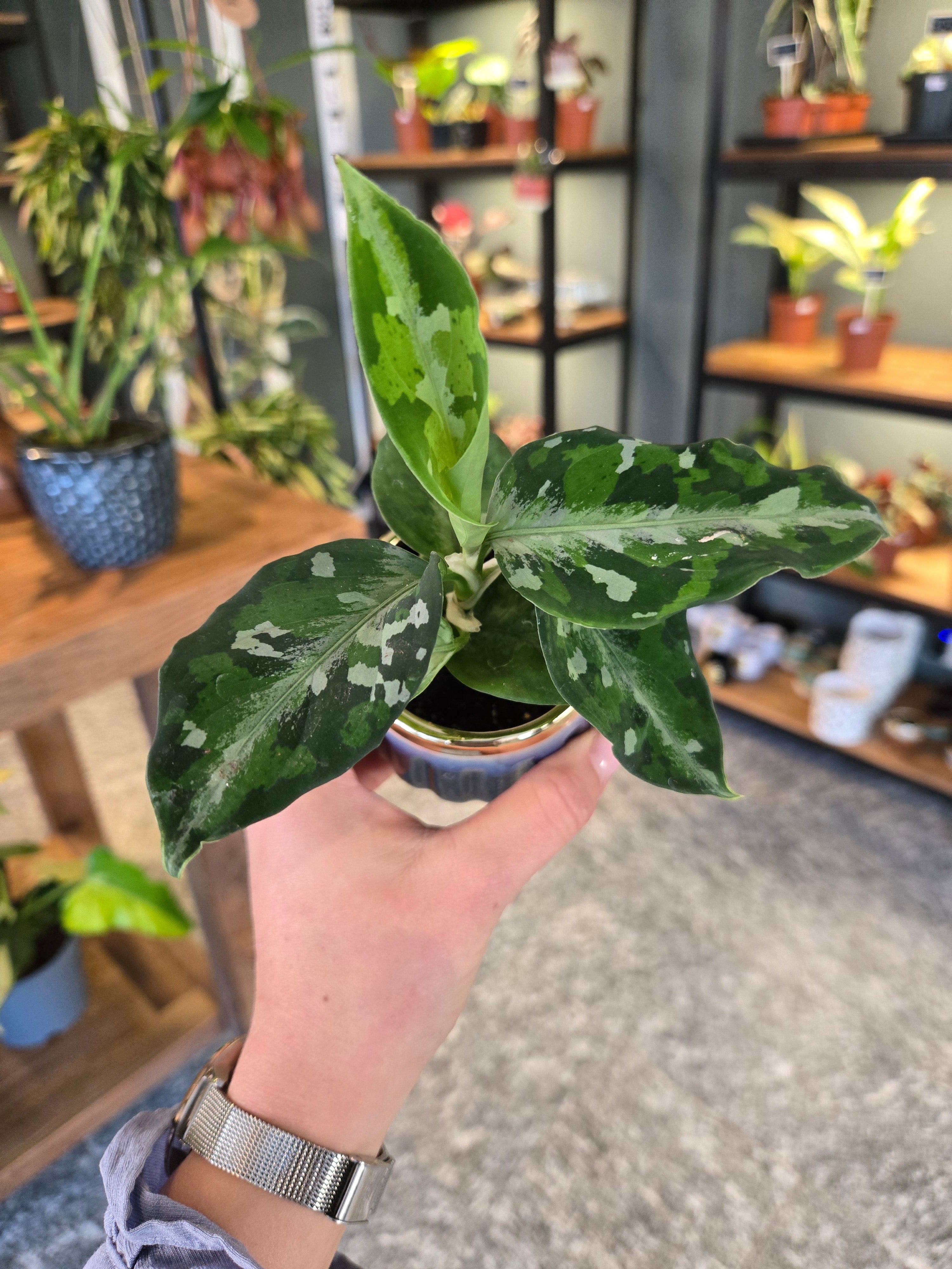 Aglaonema Tricolor