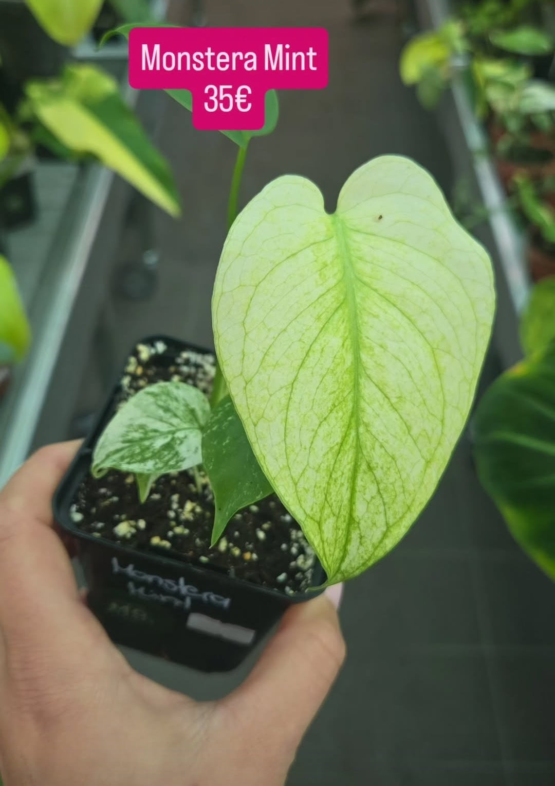 Monstera Mint