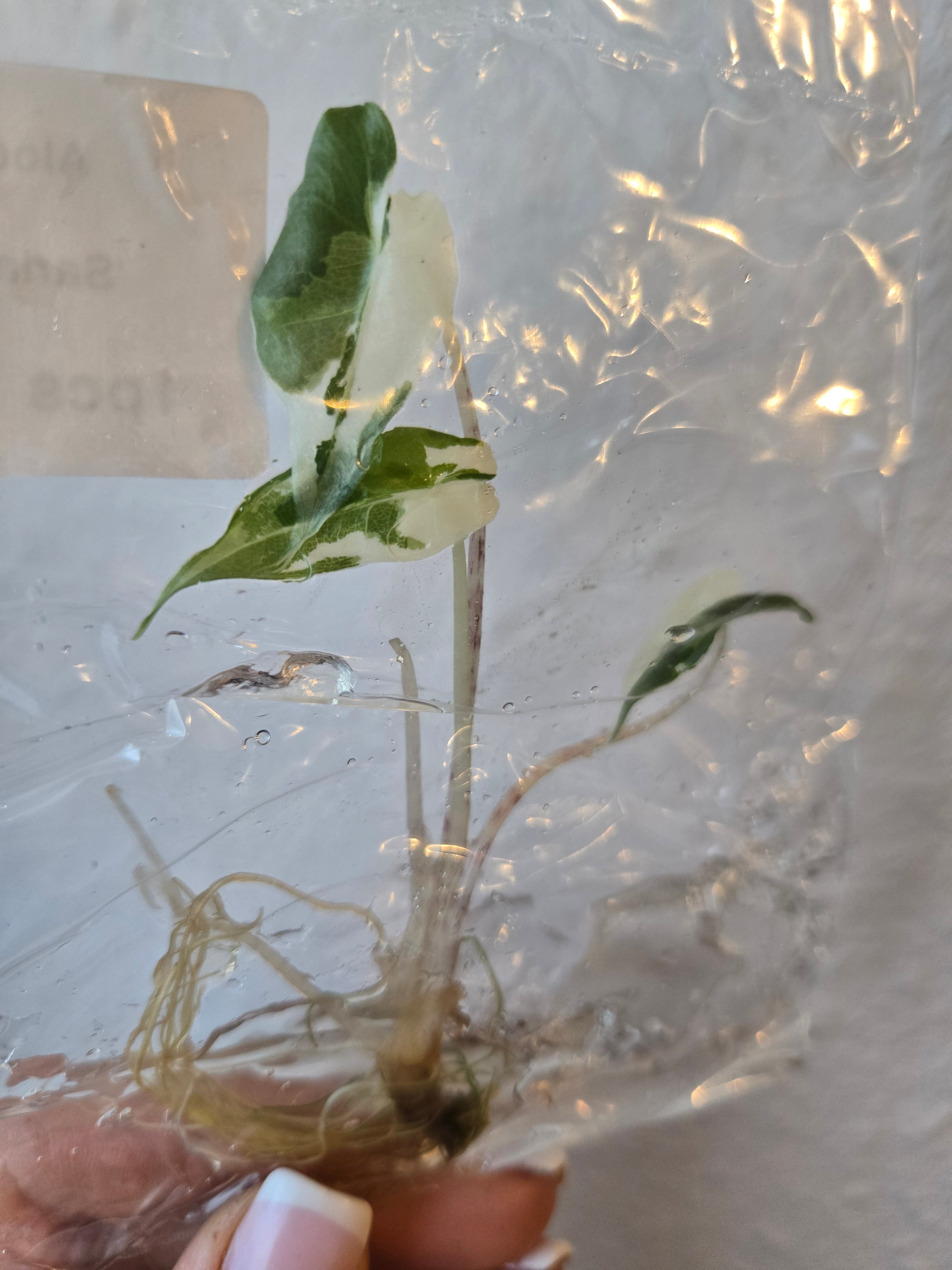 Alocasia Sarian Albo Variegata - Tissue Culture  (TC)