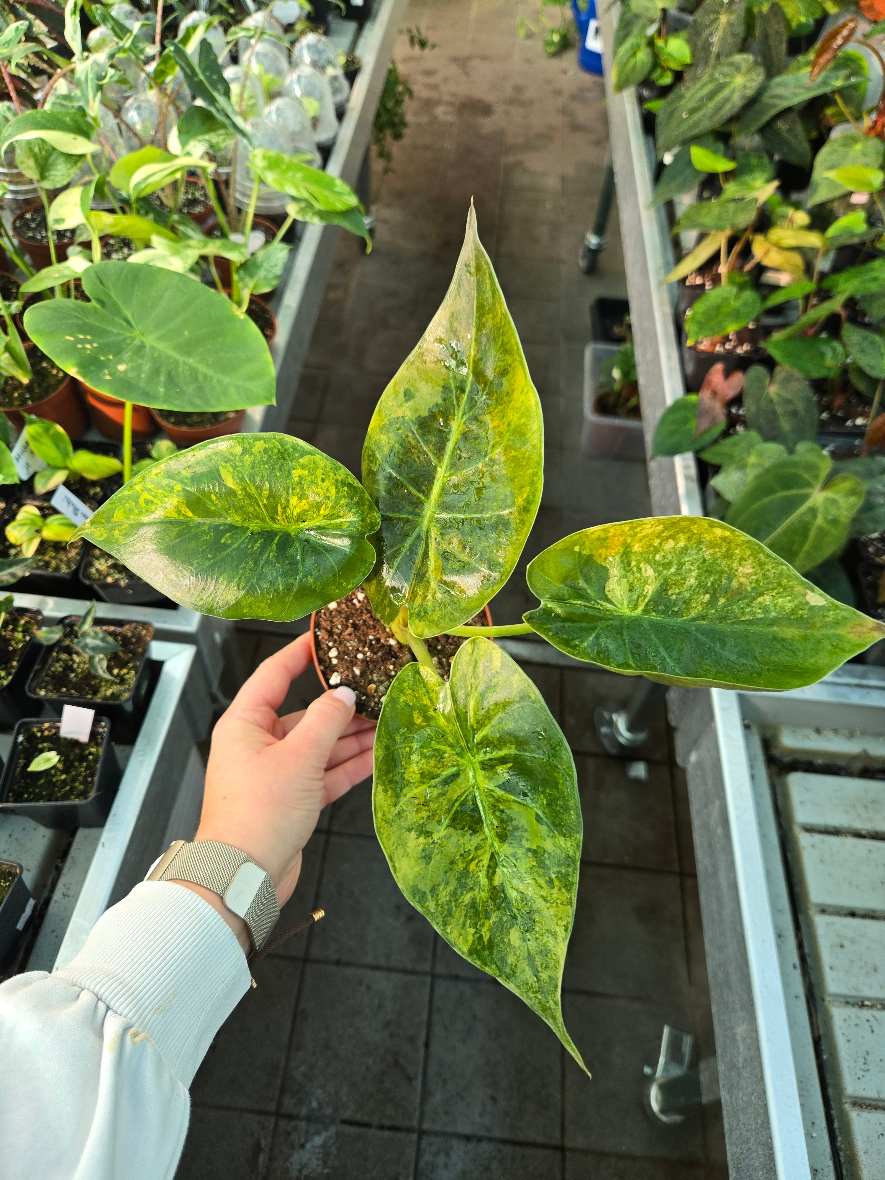 Alocasia Wentii Aurea