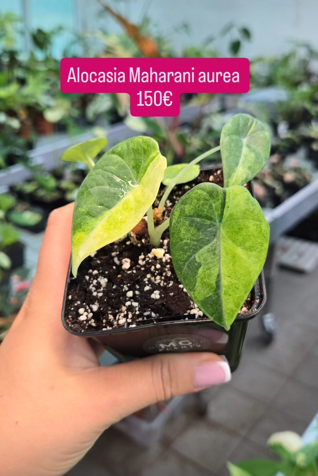 Maharani aurea