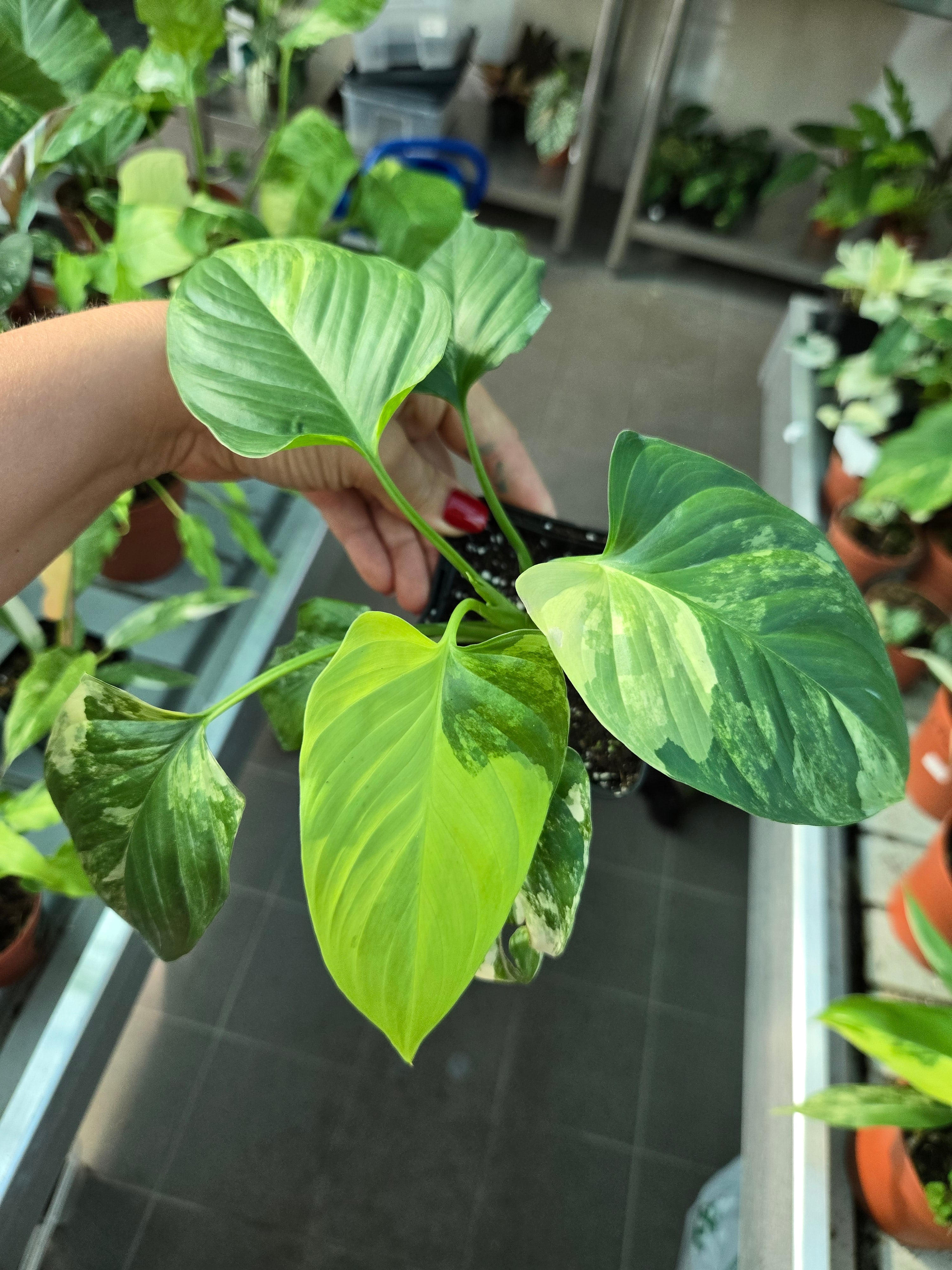 Homalomena Aurea