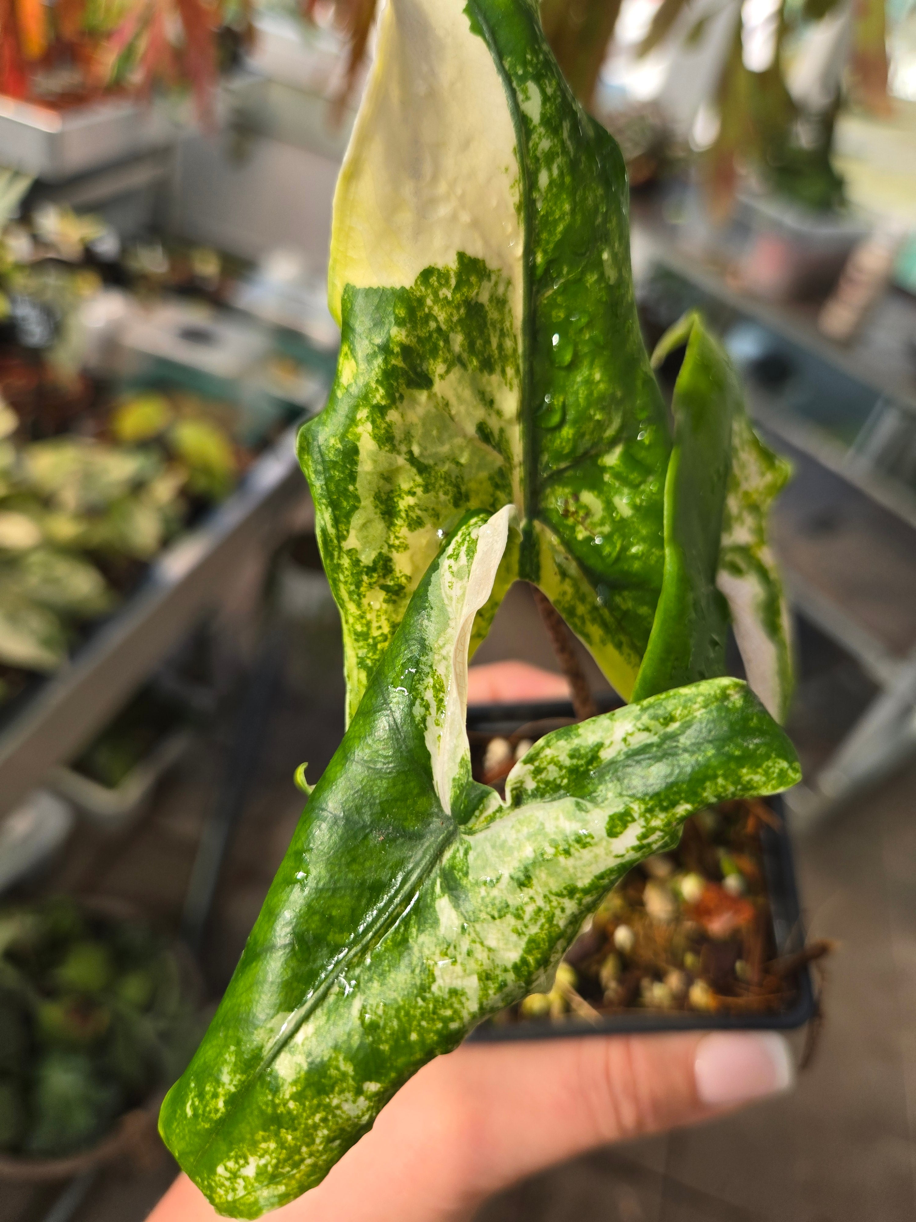 Alocasia  Tigrina Superba Albo