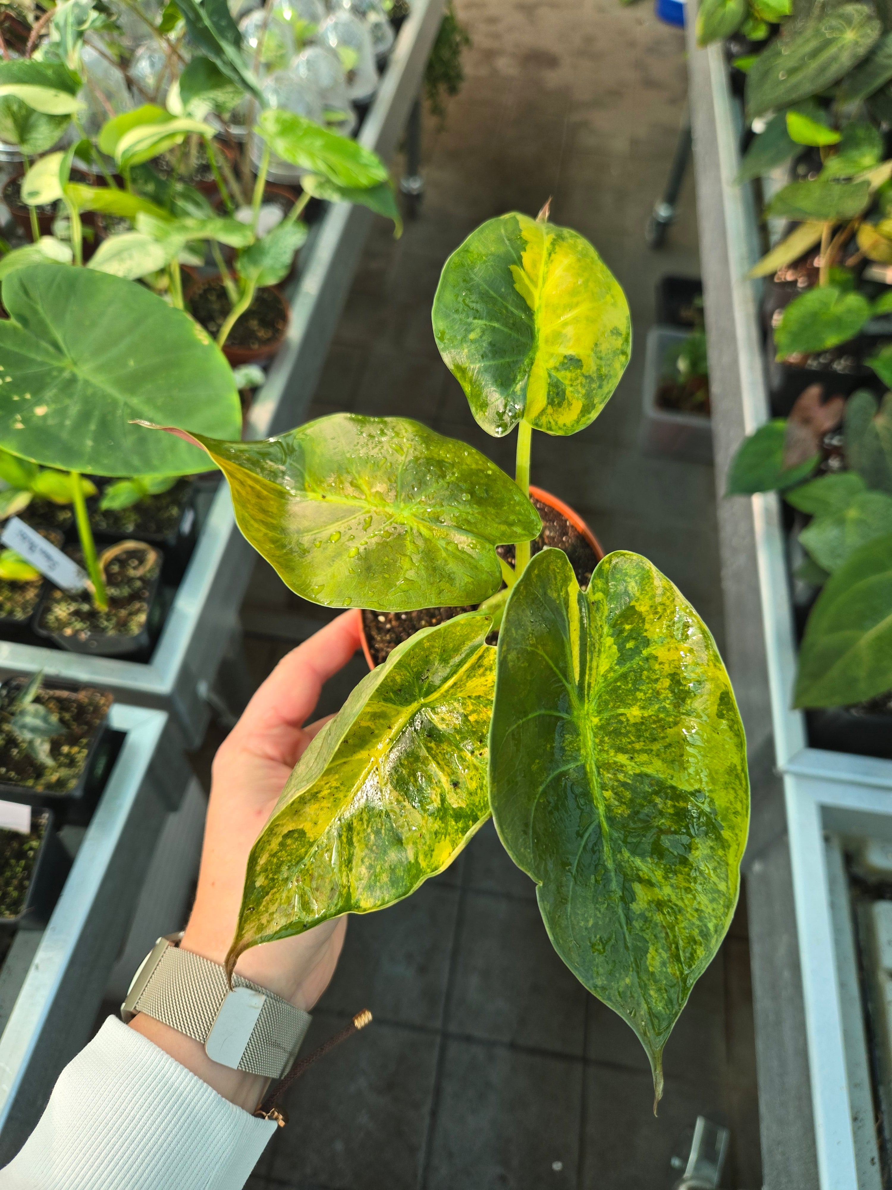 Alocasia Wentii Aurea
