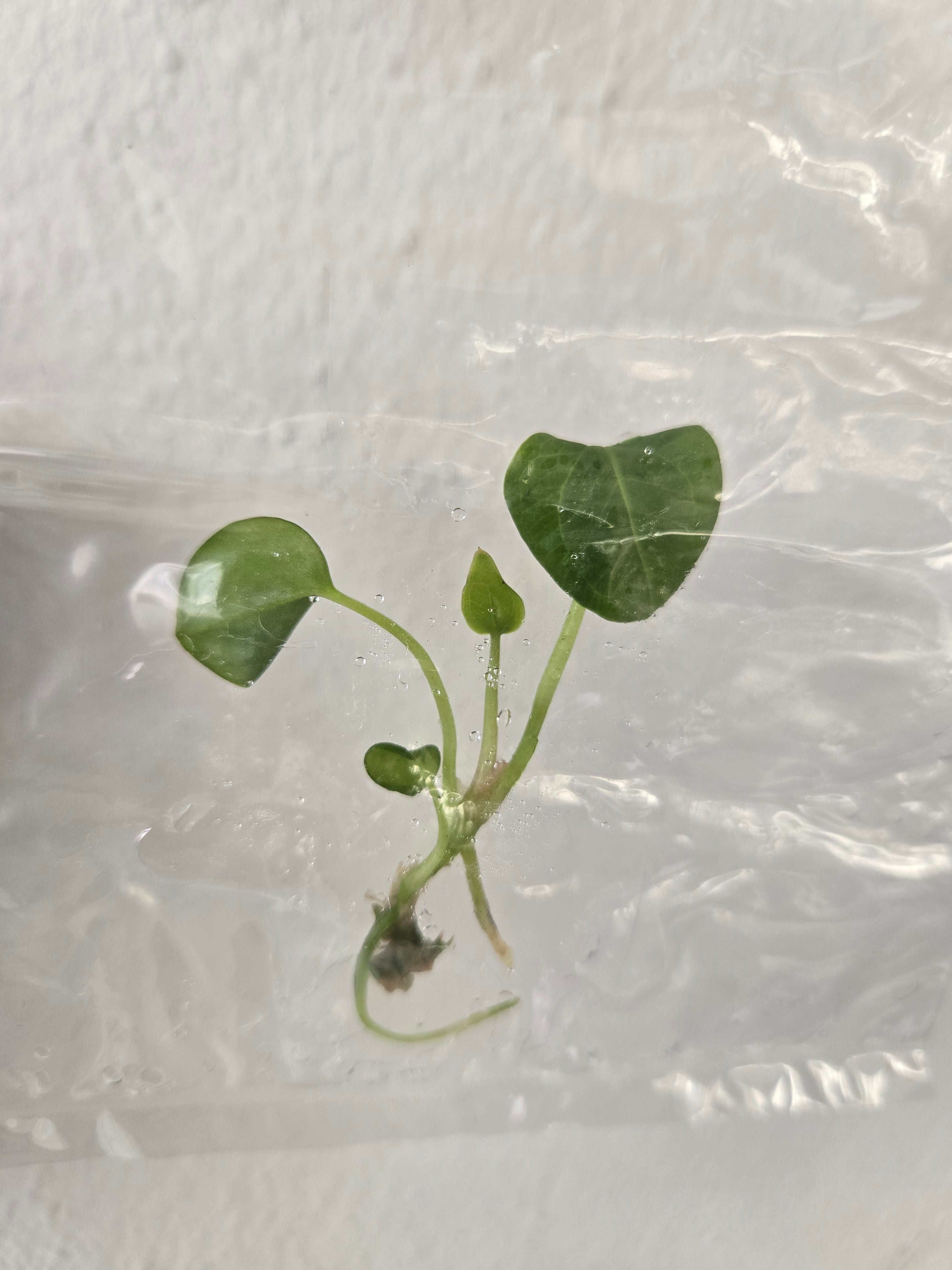 Anthurium Queen of Heart - Tissue Culture - TC