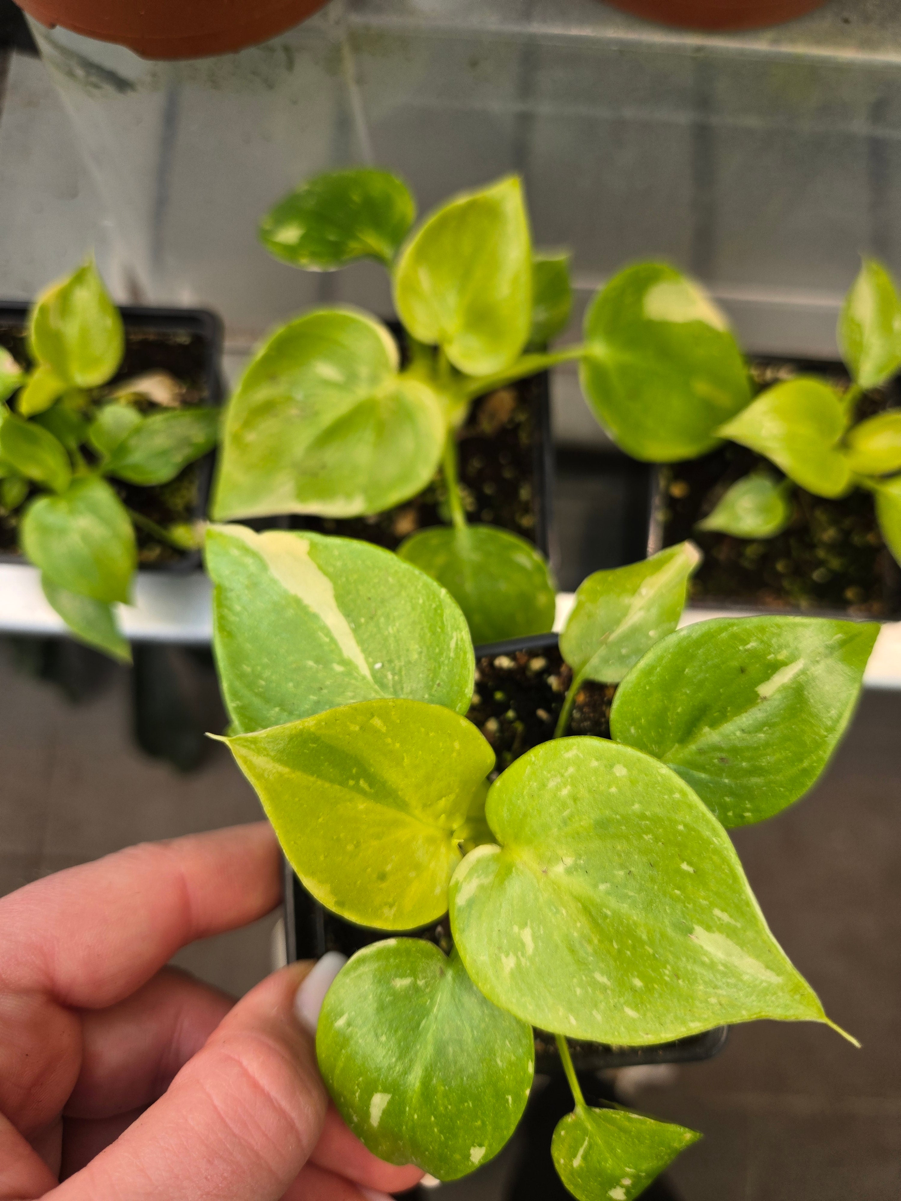 Philodendron warscewiczii Variegata