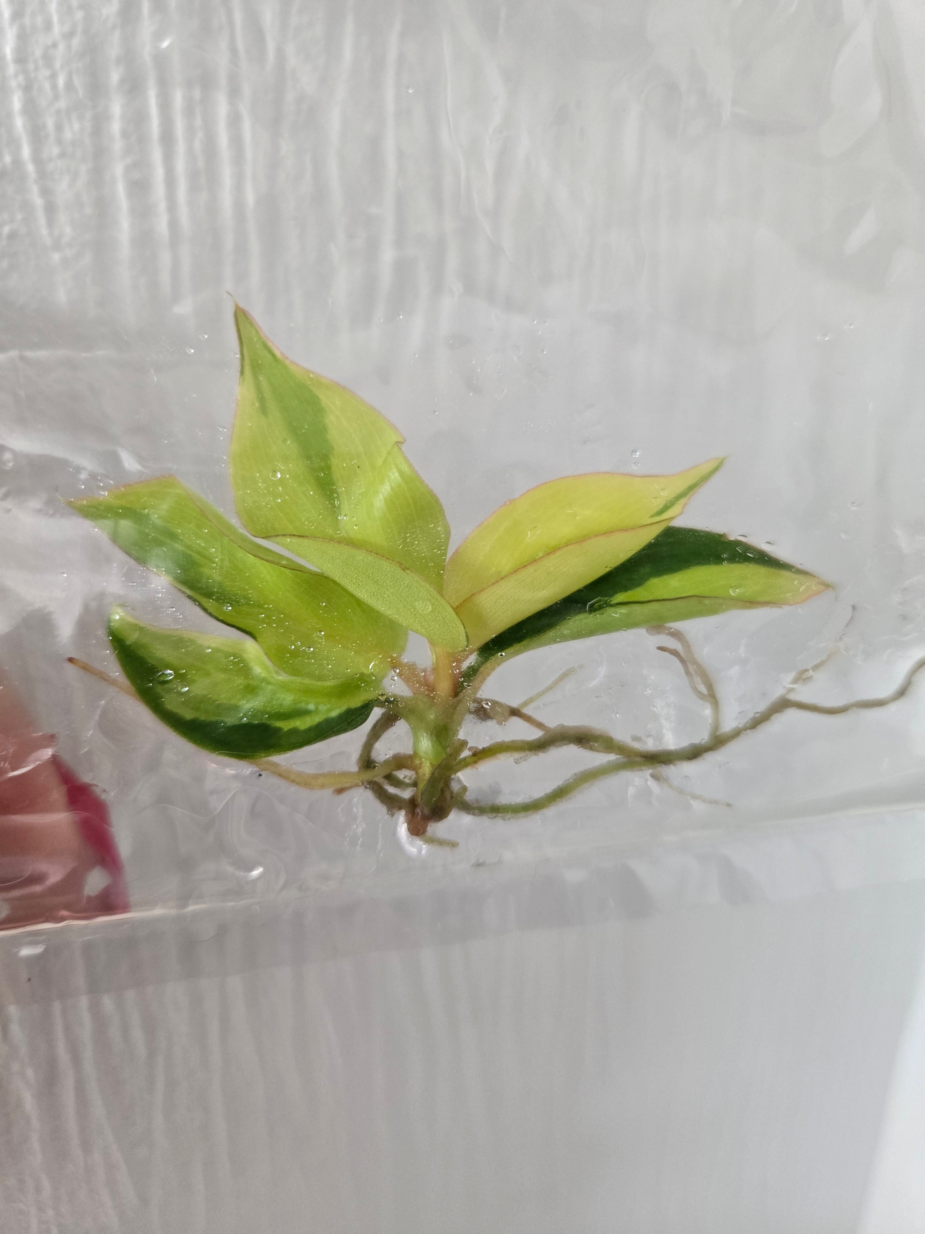 Philodendron Jungle Fever - TC-  Tissue Culture