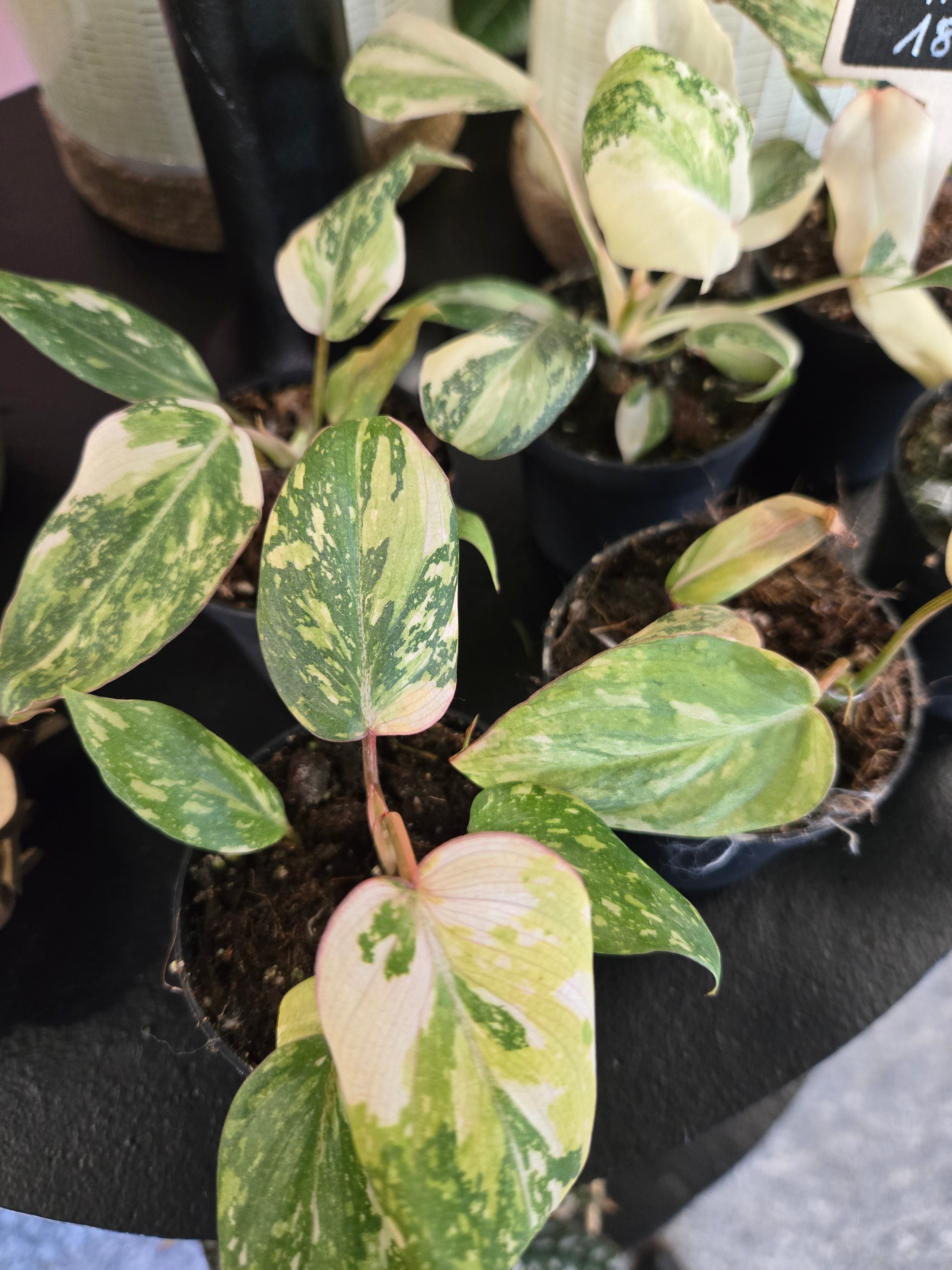 Philodendron Gloriosum Tricolor