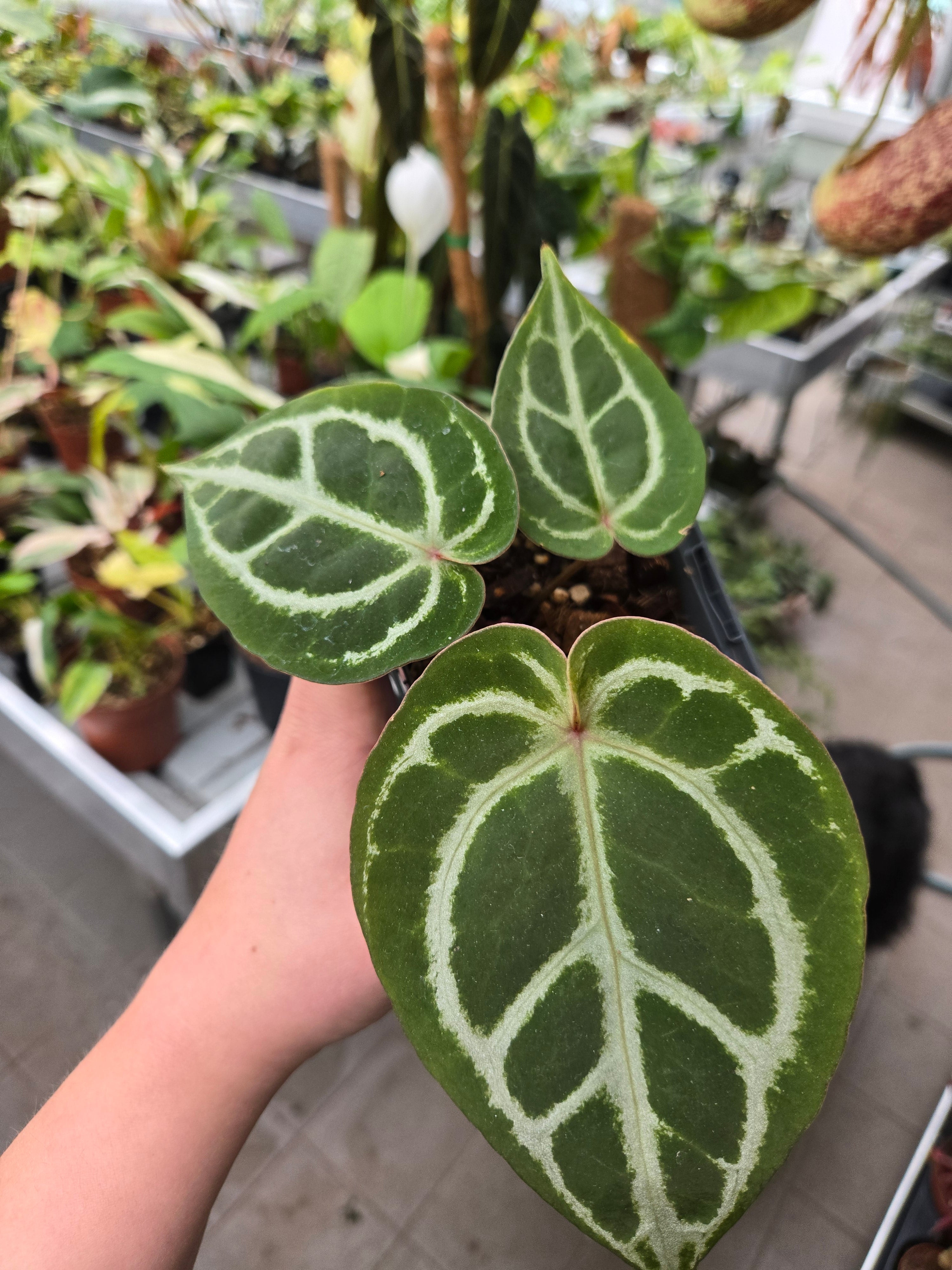 Anthurium KOS HU x Red Crystallinum