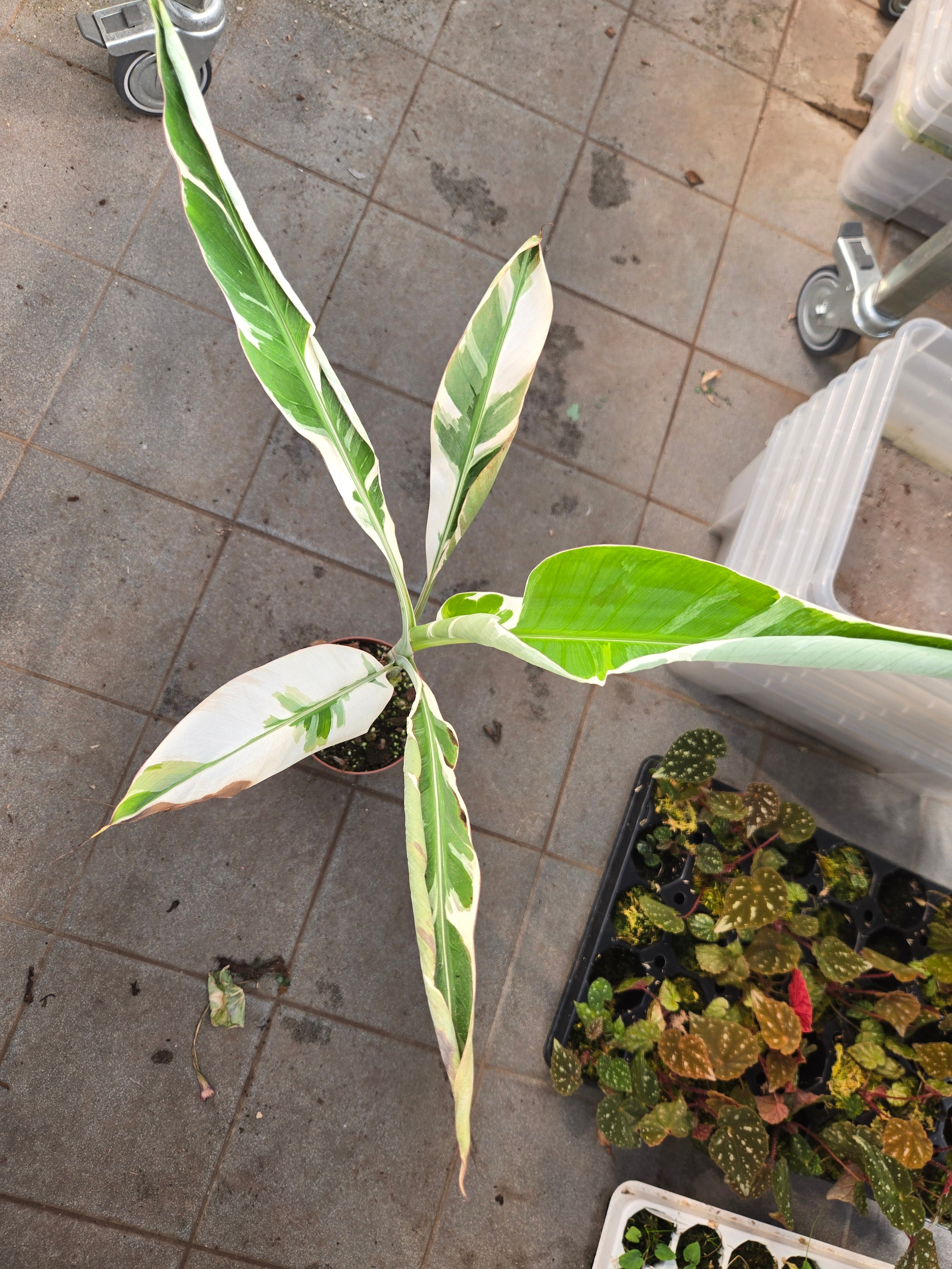 Musa Florida