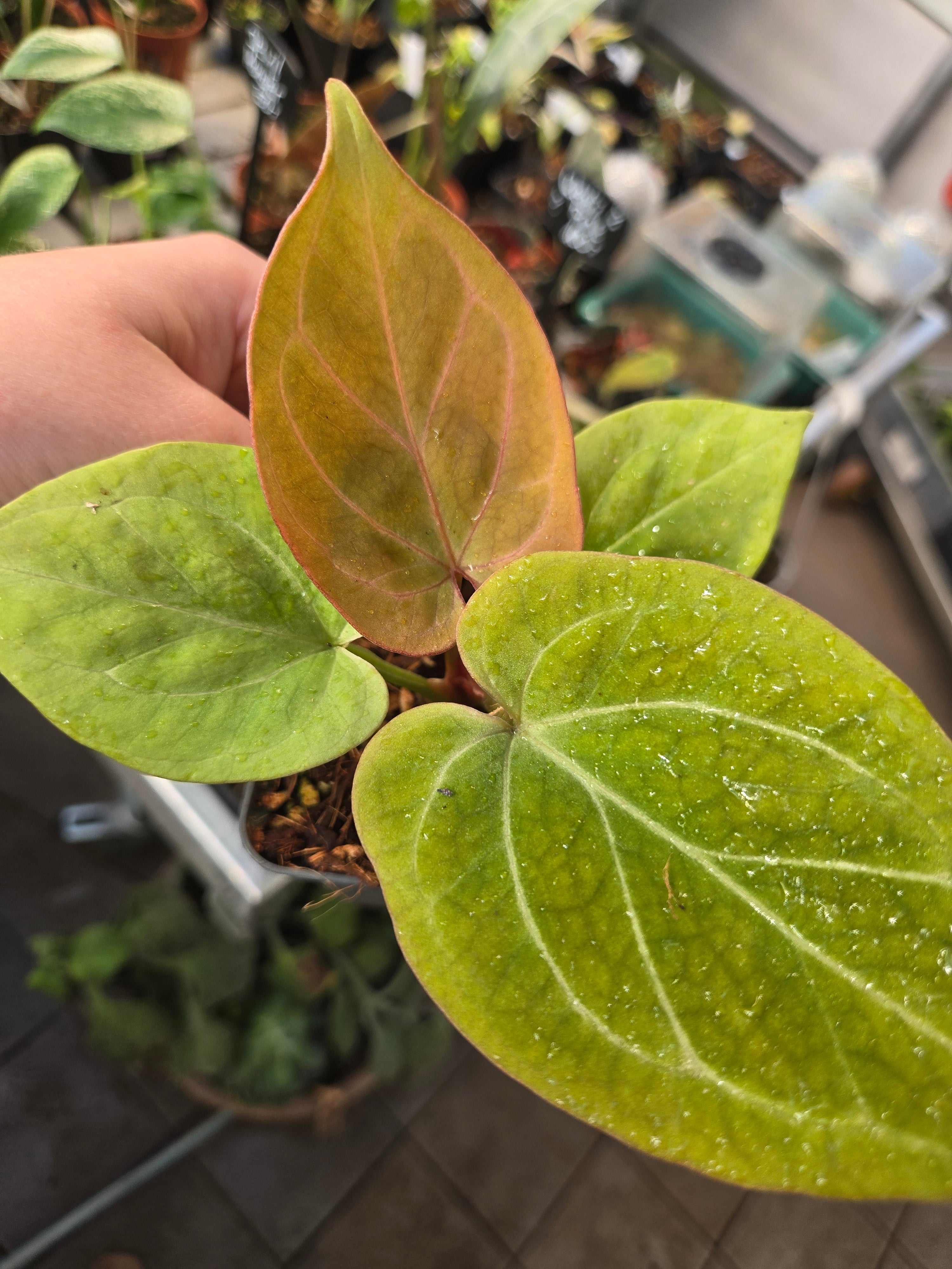 Anthurium King of Spades (KOS) Gold – MG Plants