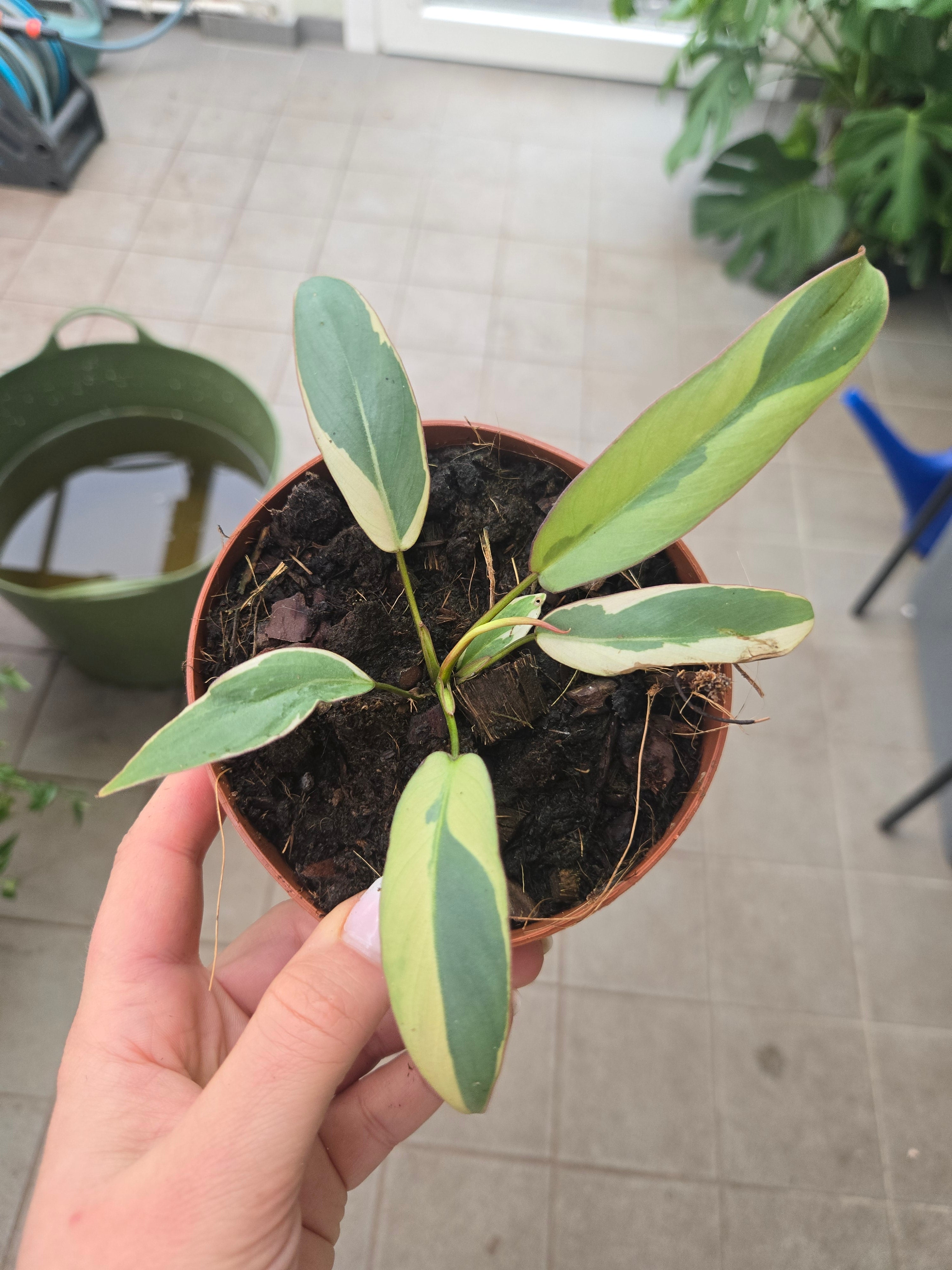 Philodendron Atapotense Variegata