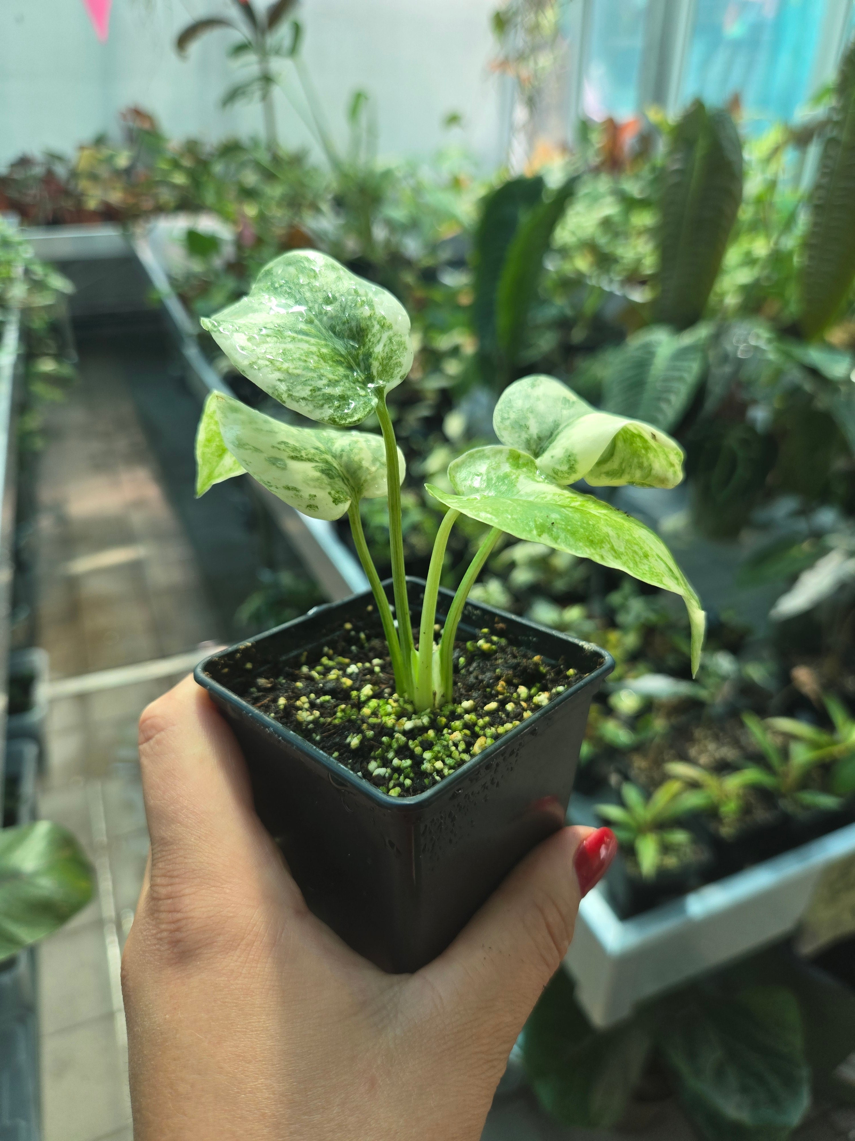 Monstera Legacy