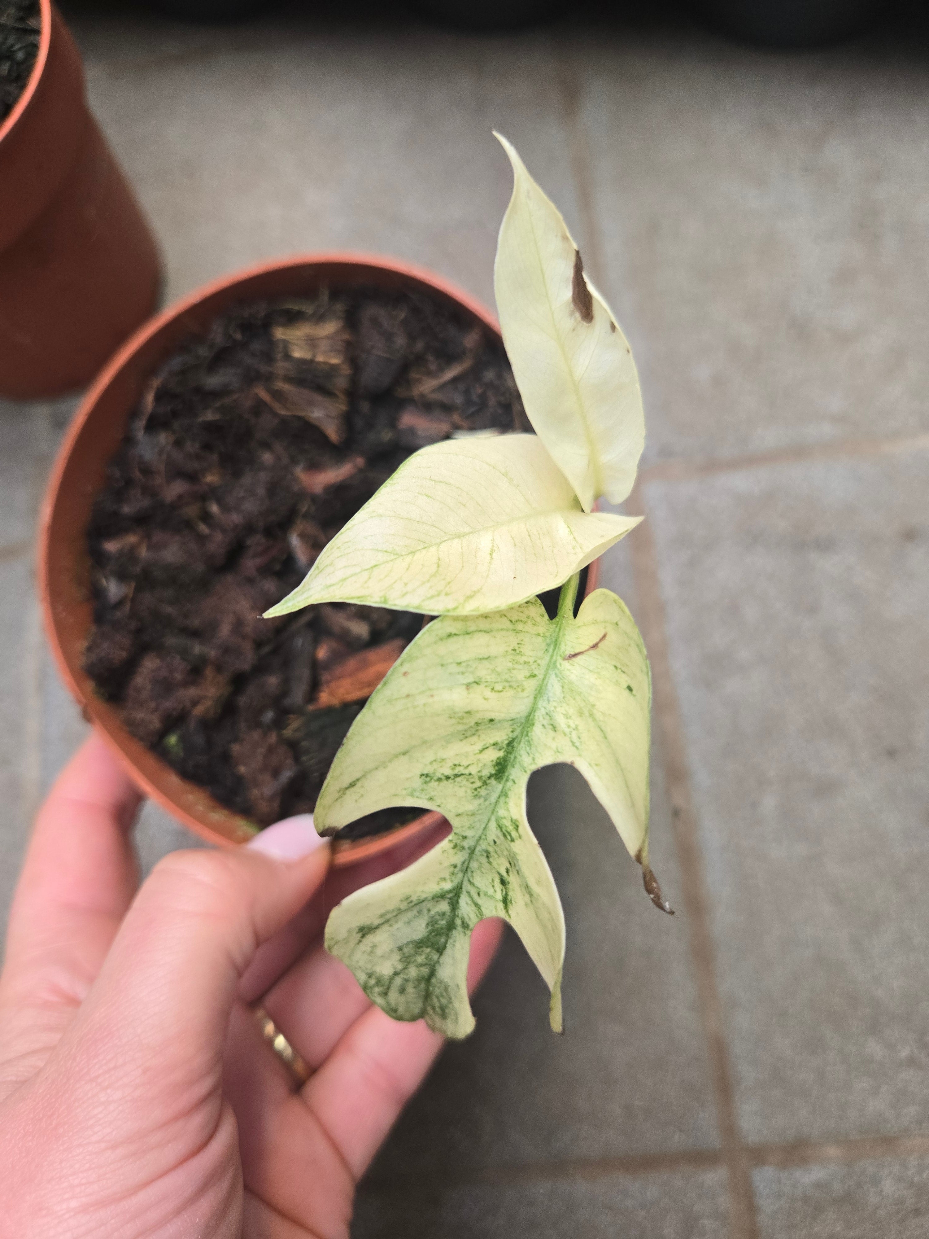 Rhaphidora t. Minima white Monster - Sad Plant