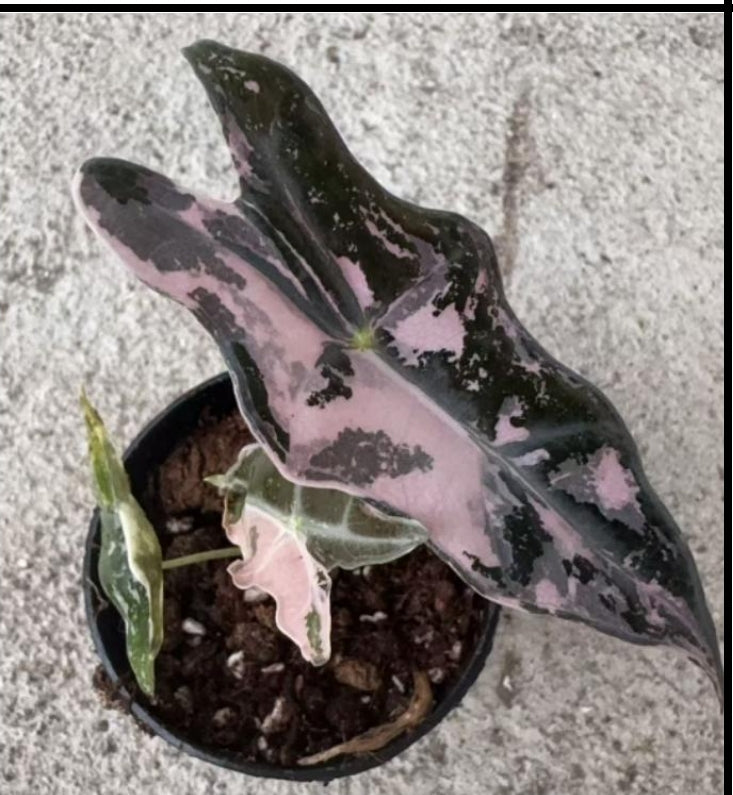 Alocasia Nobilis Pink Variegata -TC
