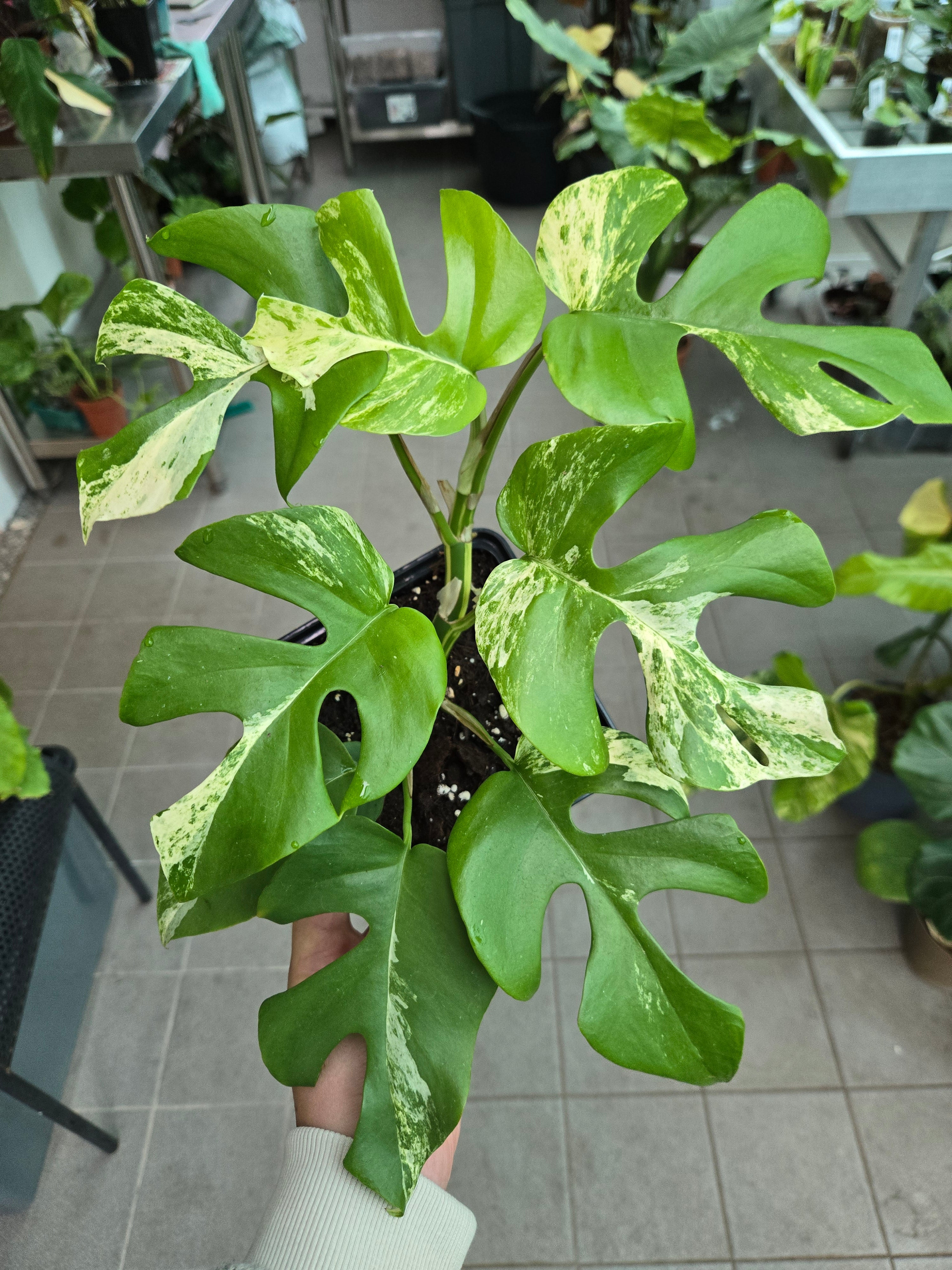 Rhaphidophora Testrasperma Migma