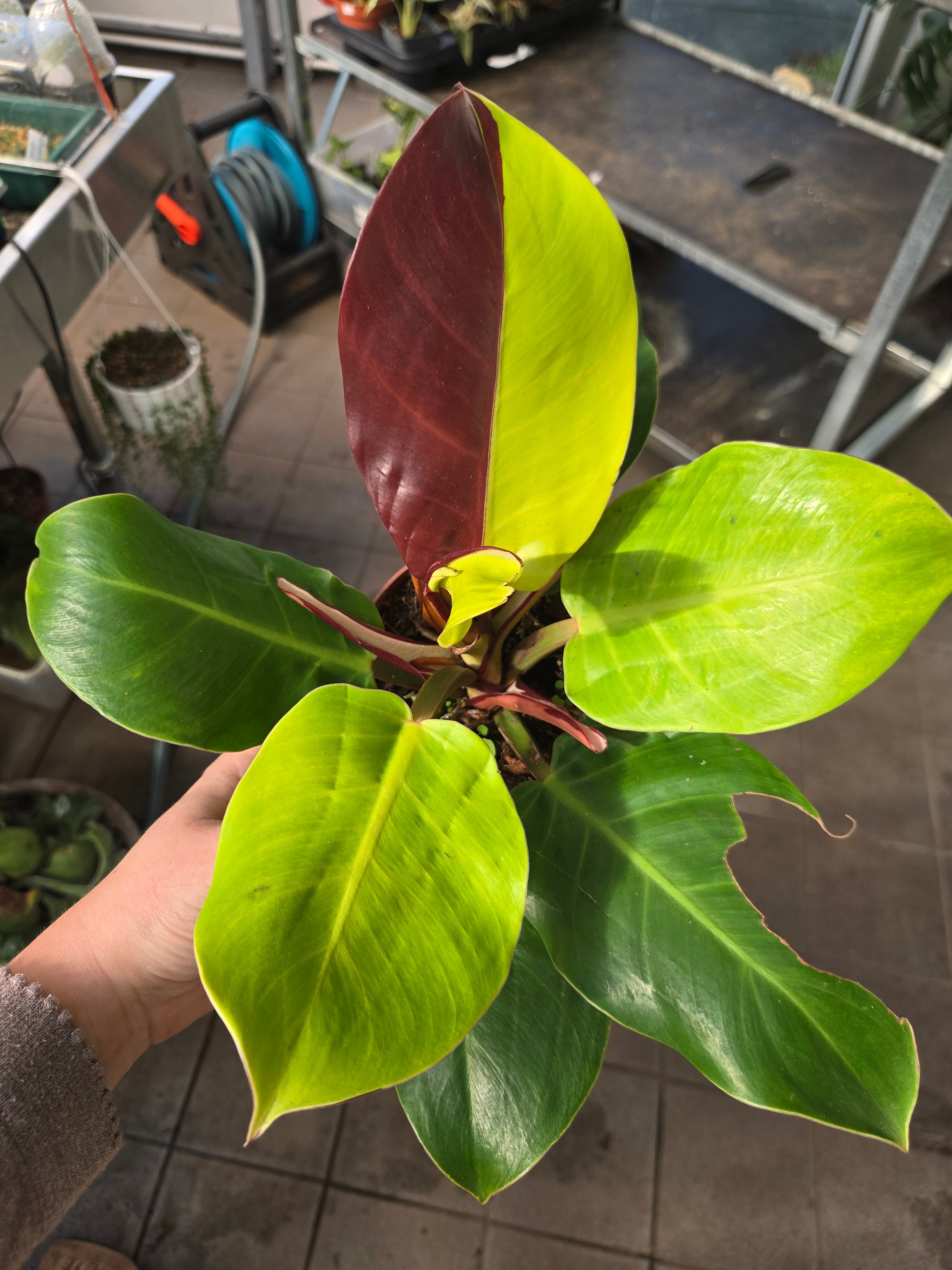 Philodendron Red Moon