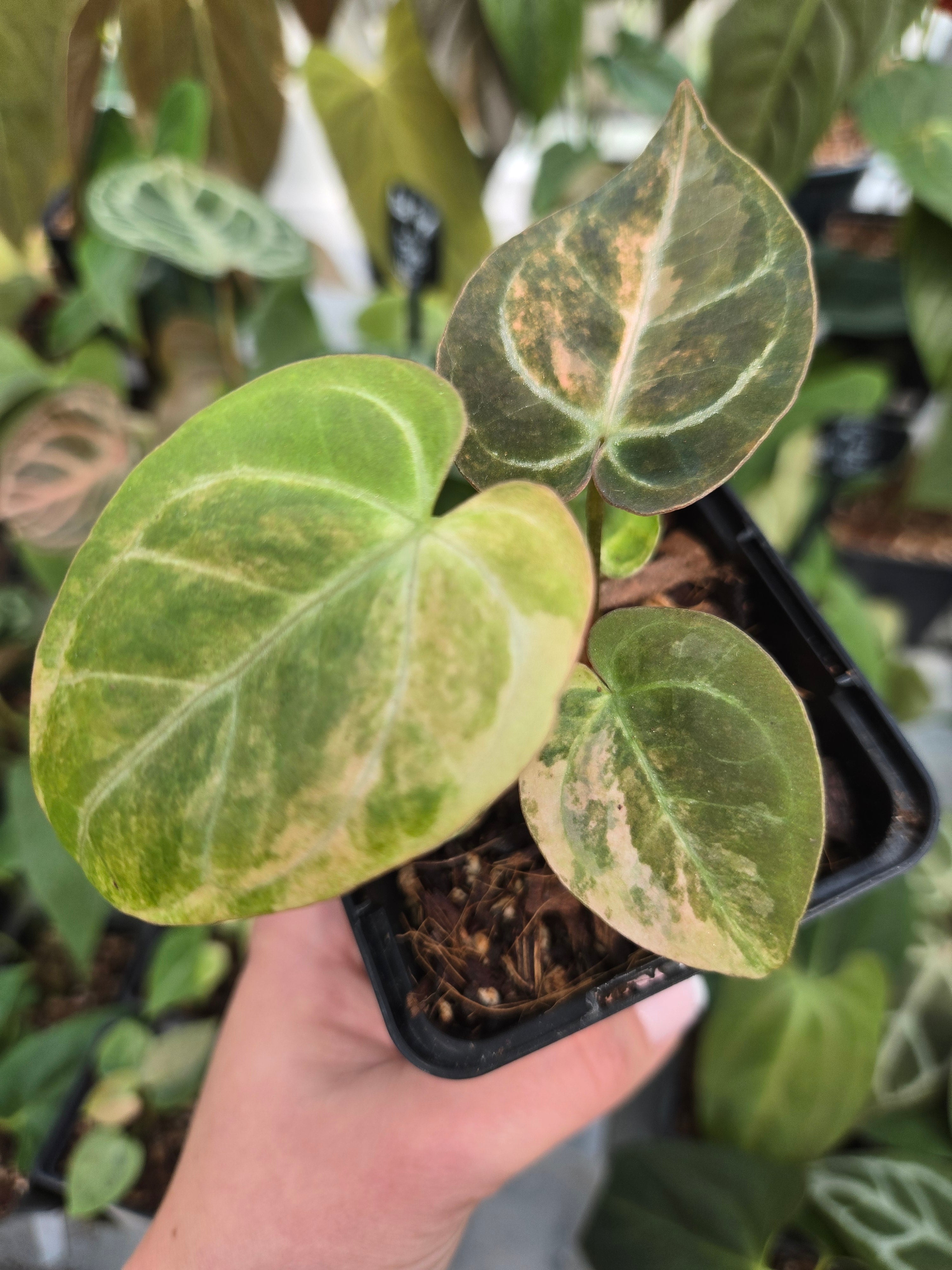 Anthurium Red Space Pink