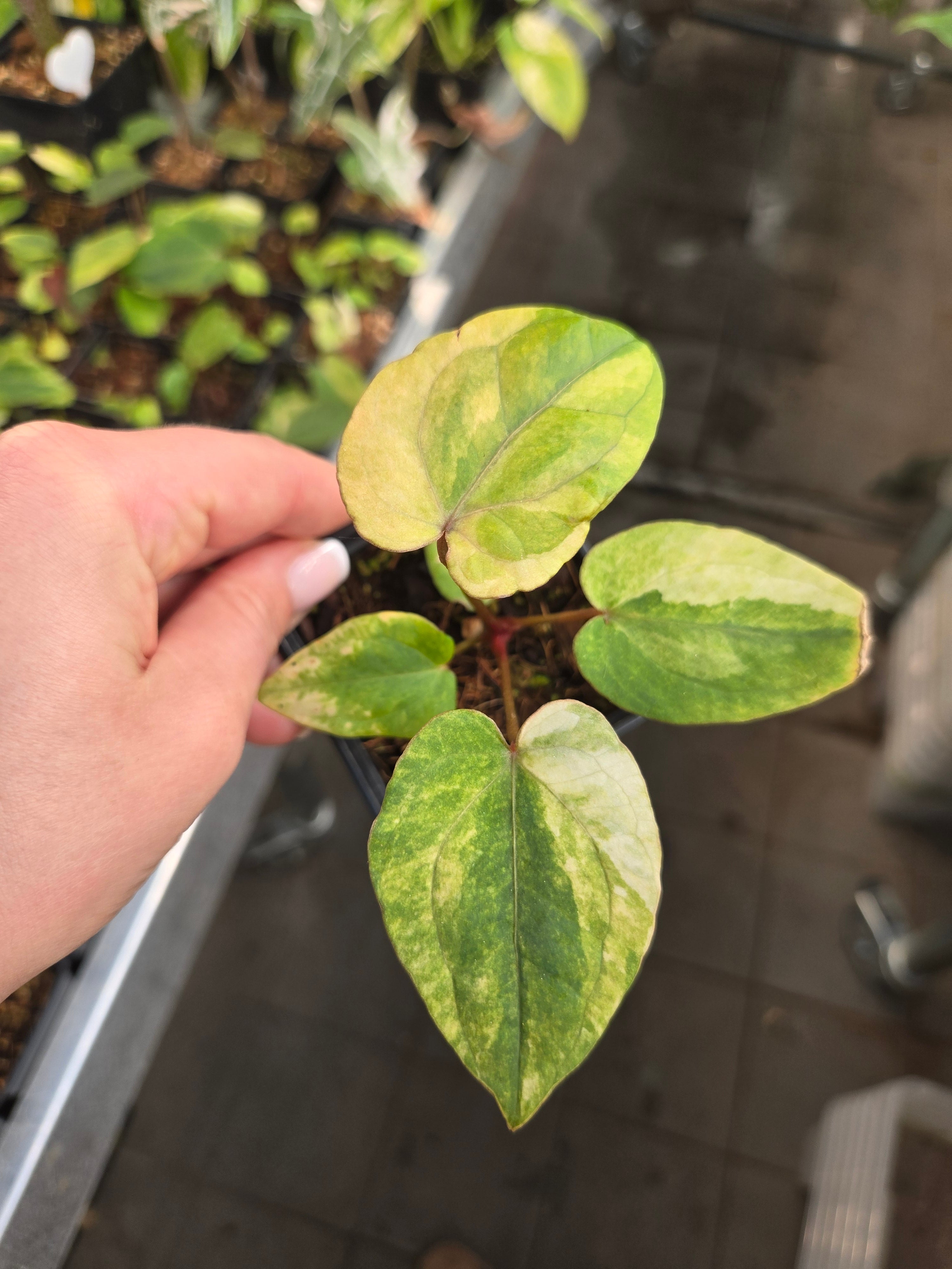 Anthurium Red Vein Dark Phönix Variegata RVDP (from Seed)