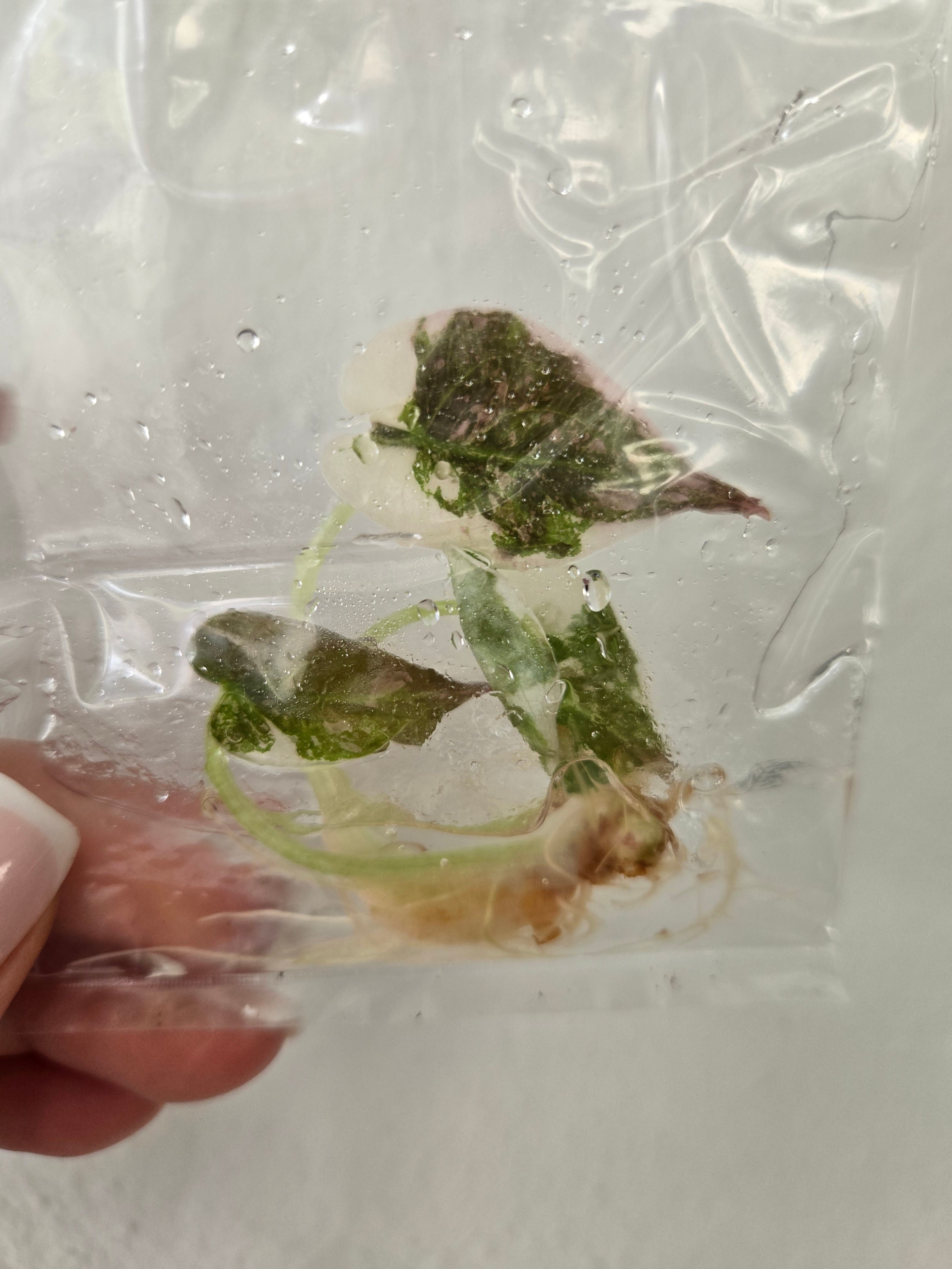 Alocasia Cuprea Pink Variegata - TC- Tissue Culture