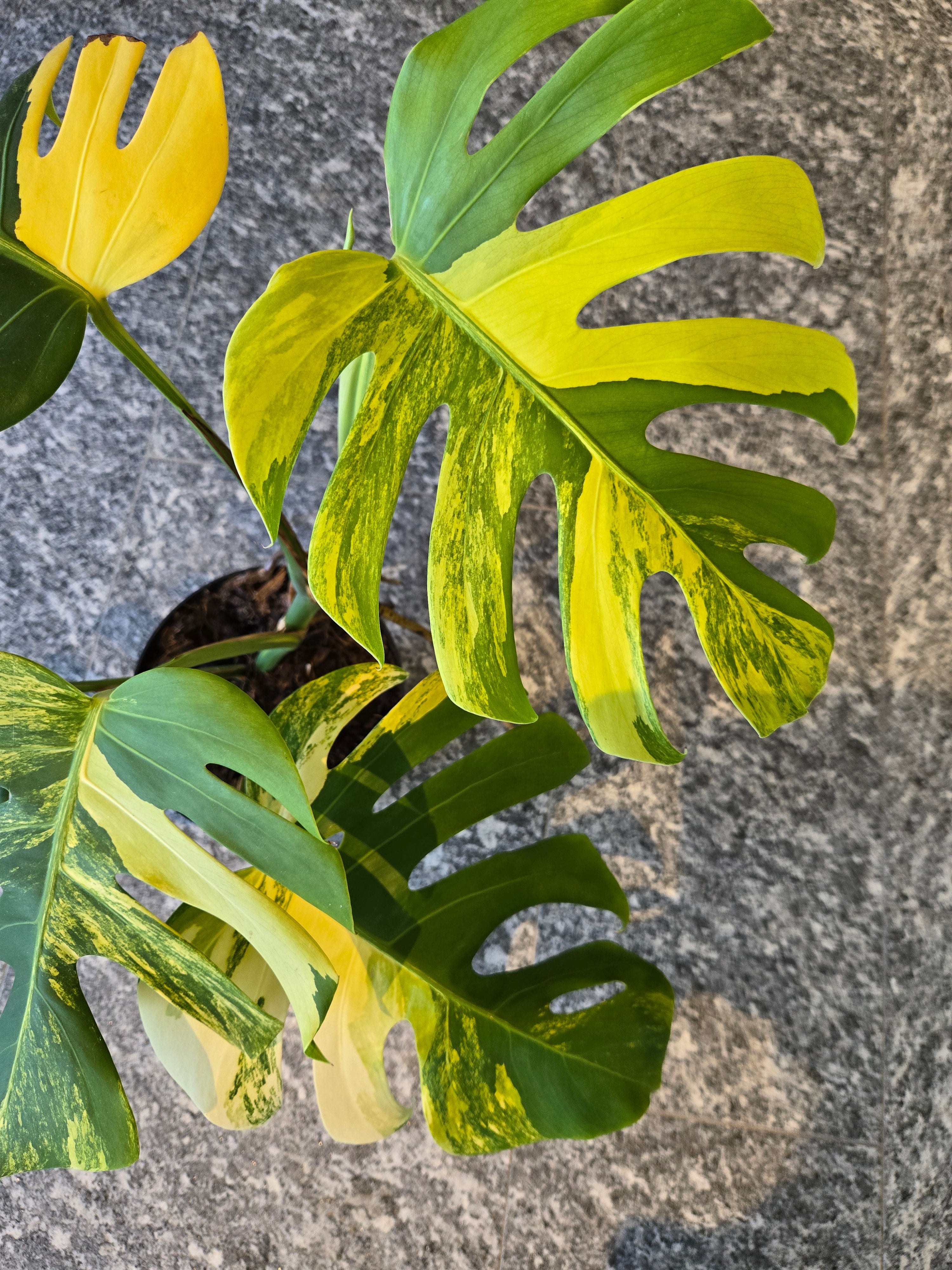 Monstera Deliciosa Aurea