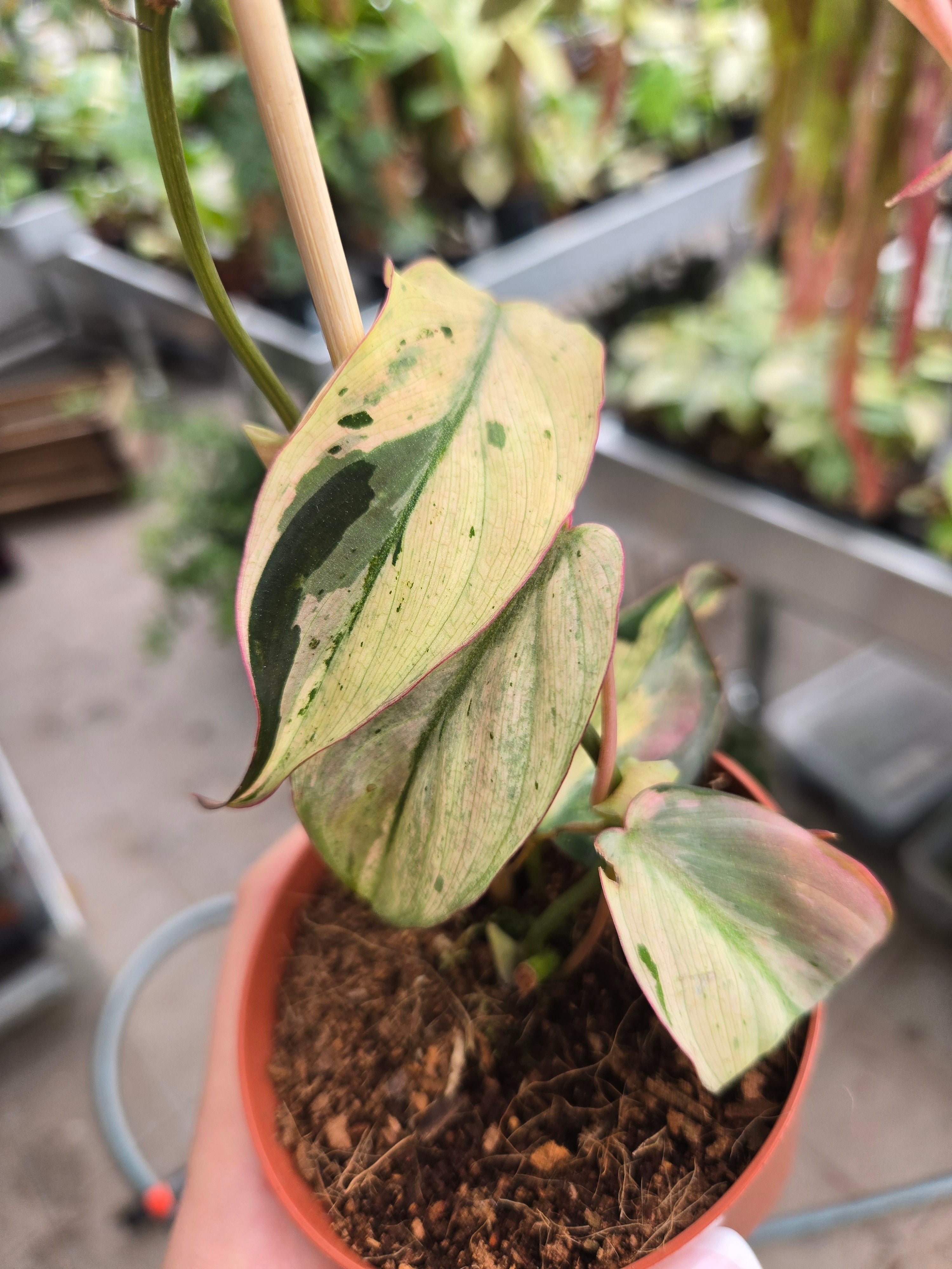 Philodendron Micans Mint