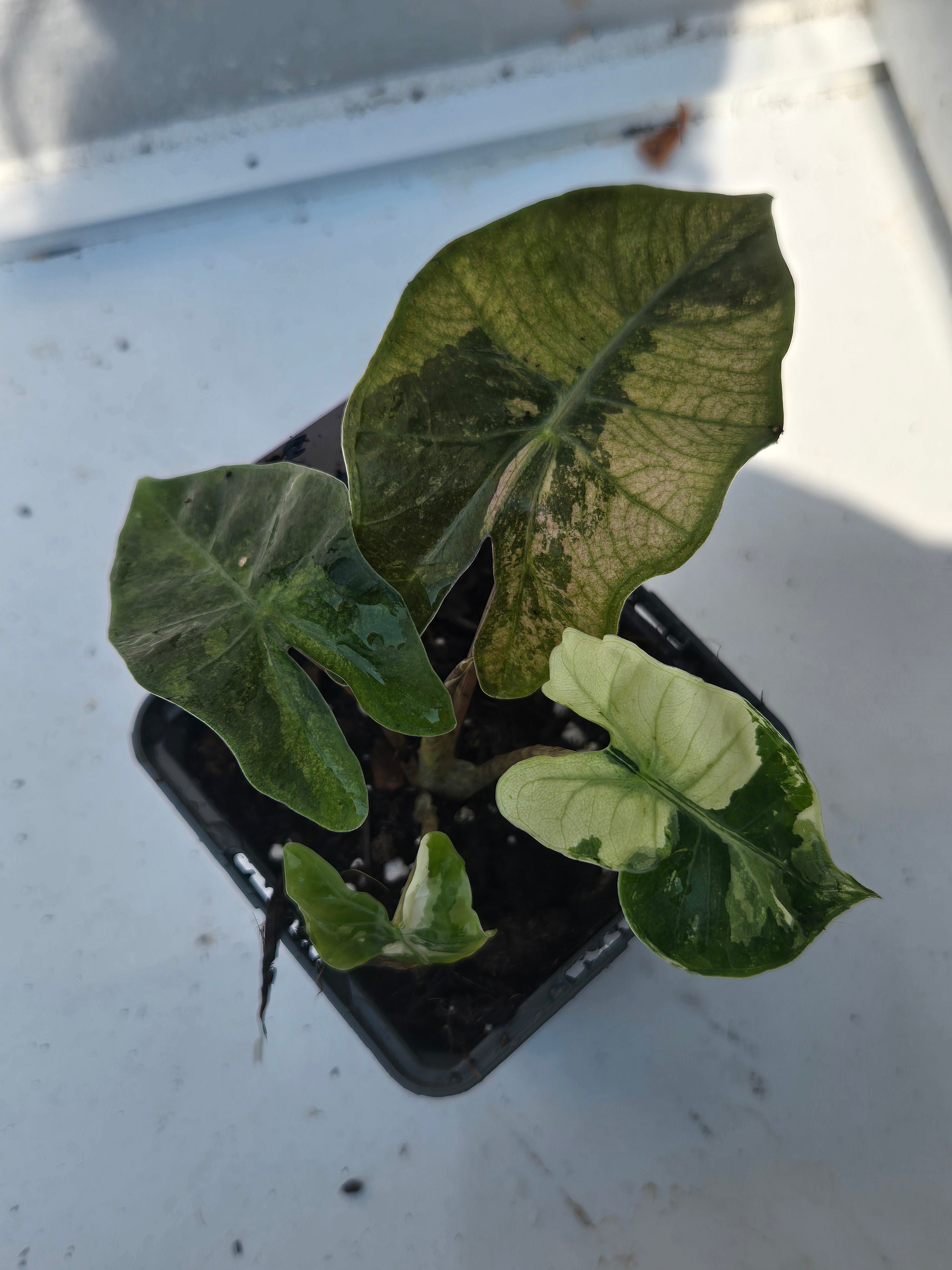 Alocasia Sanderiana Pink (echte)