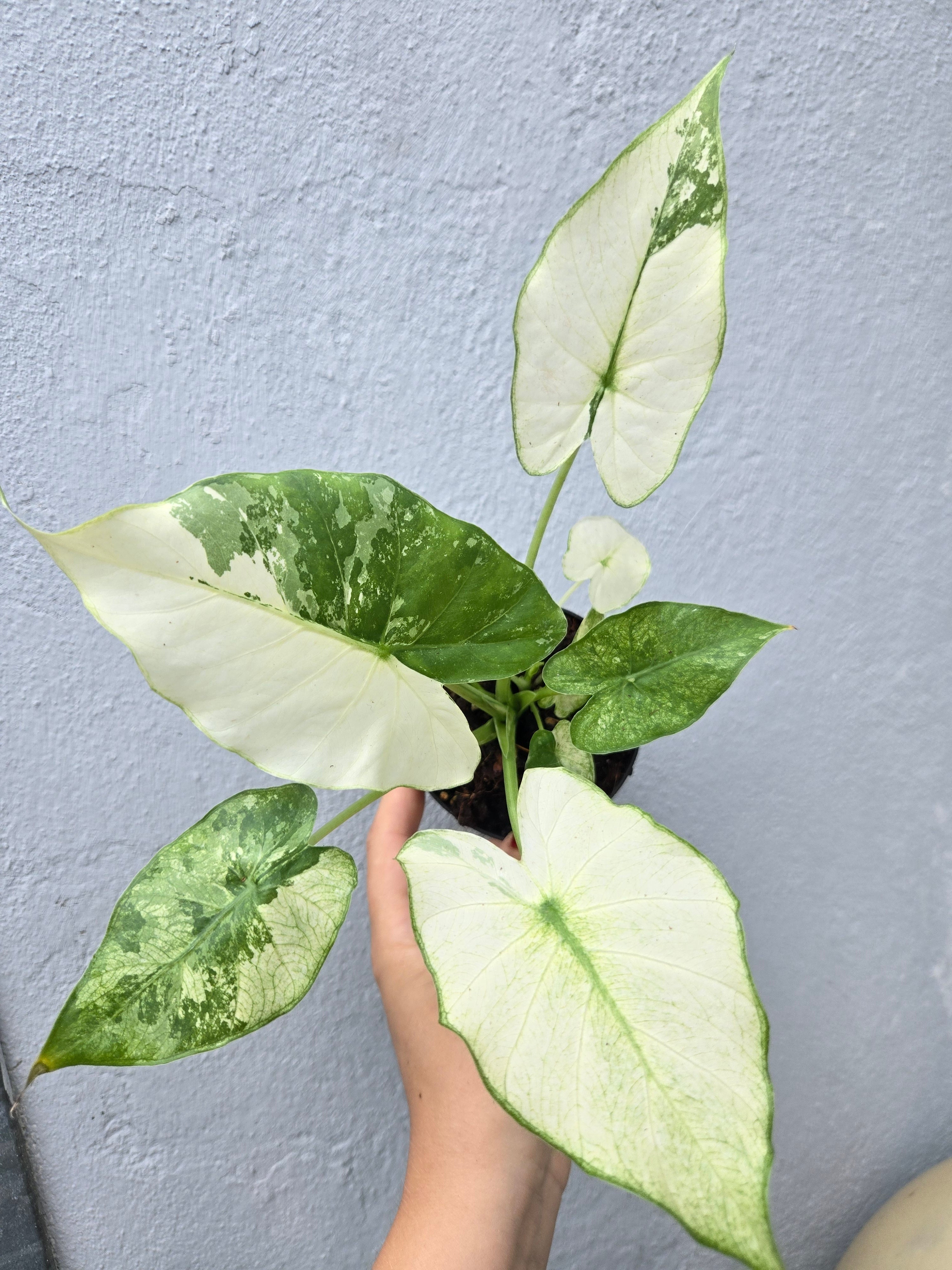 Alocasia Gagaena Albo