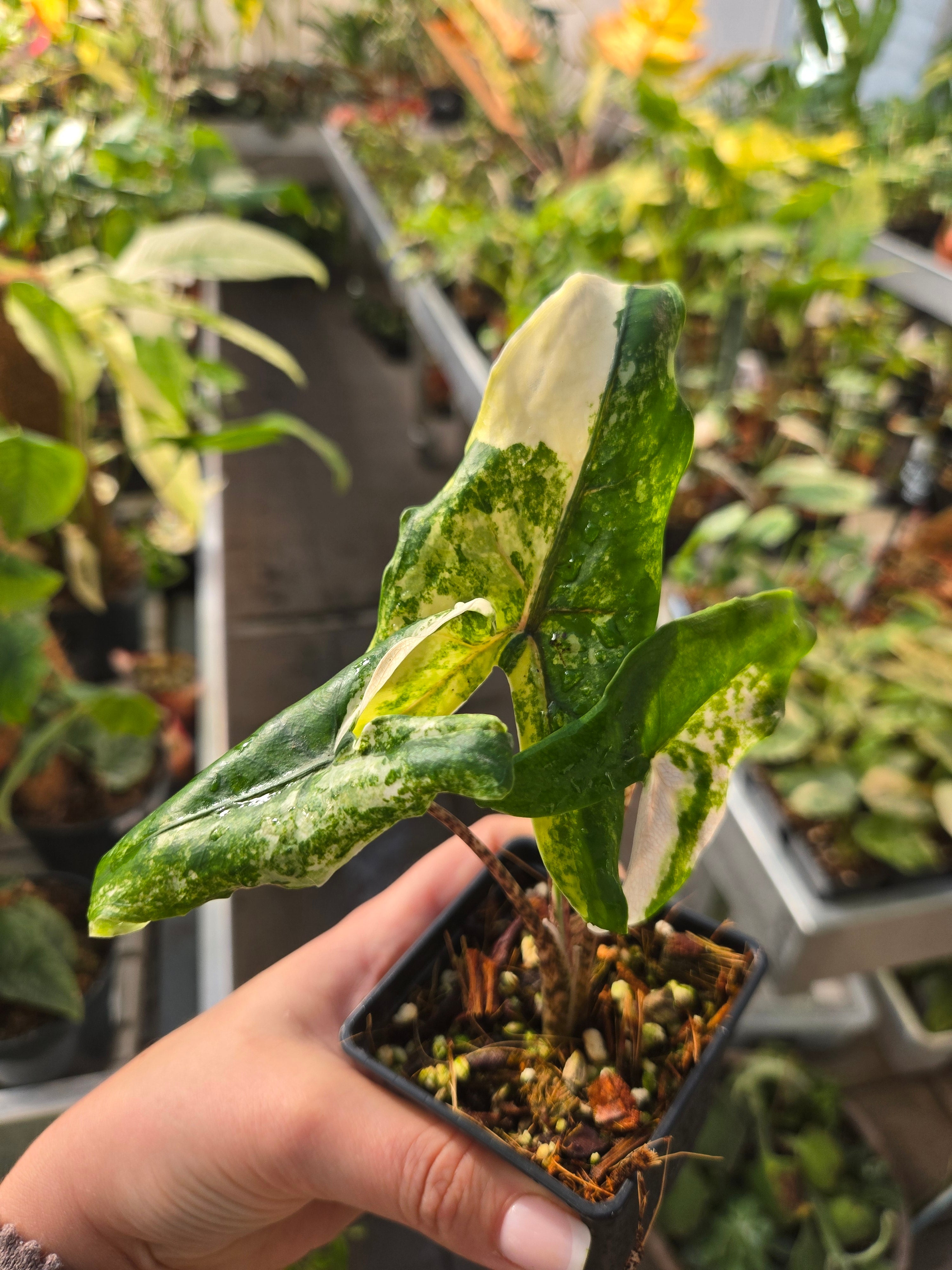 Alocasia  Tigrina Superba Albo